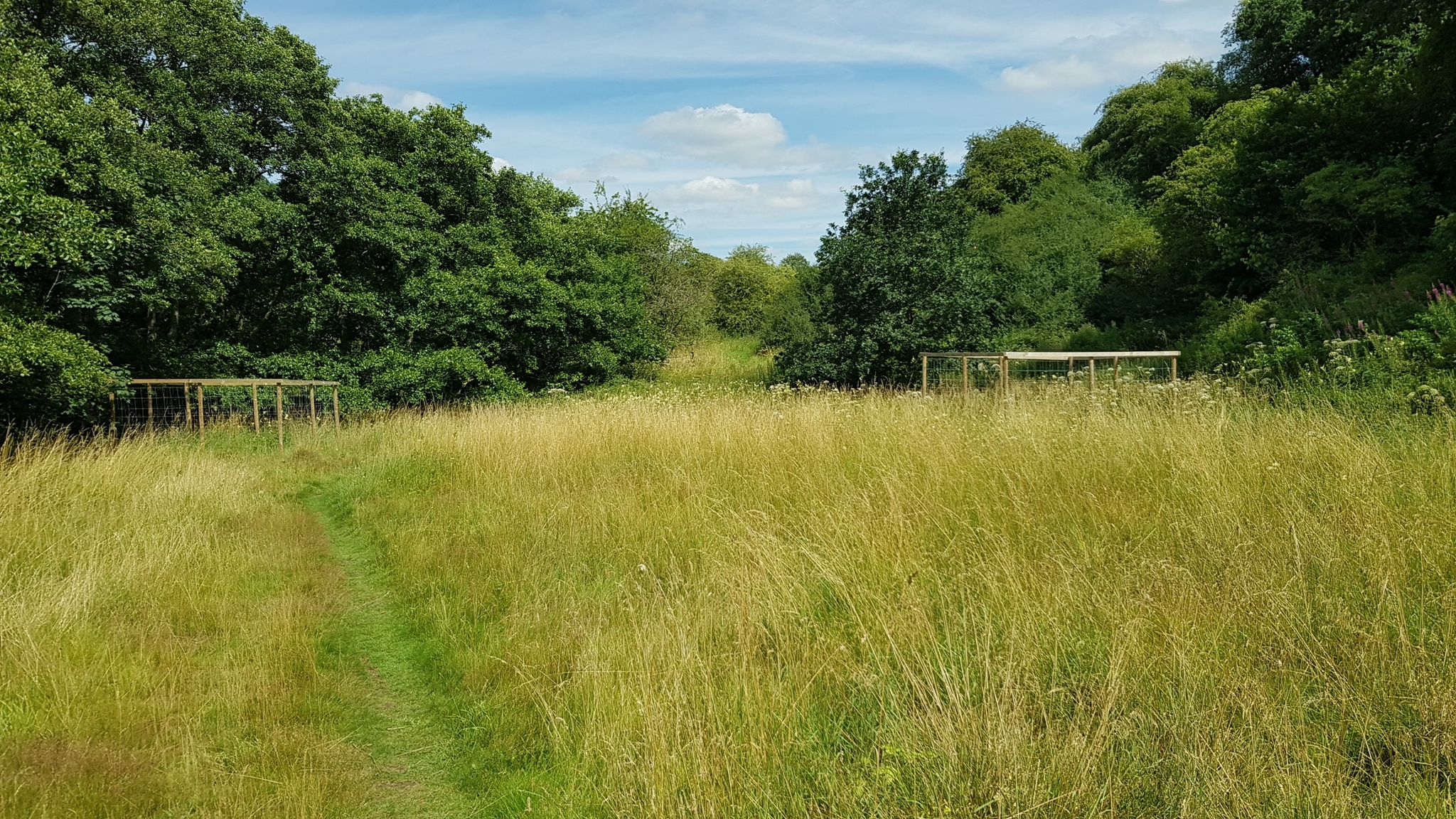 Pond-Cambridge Wood