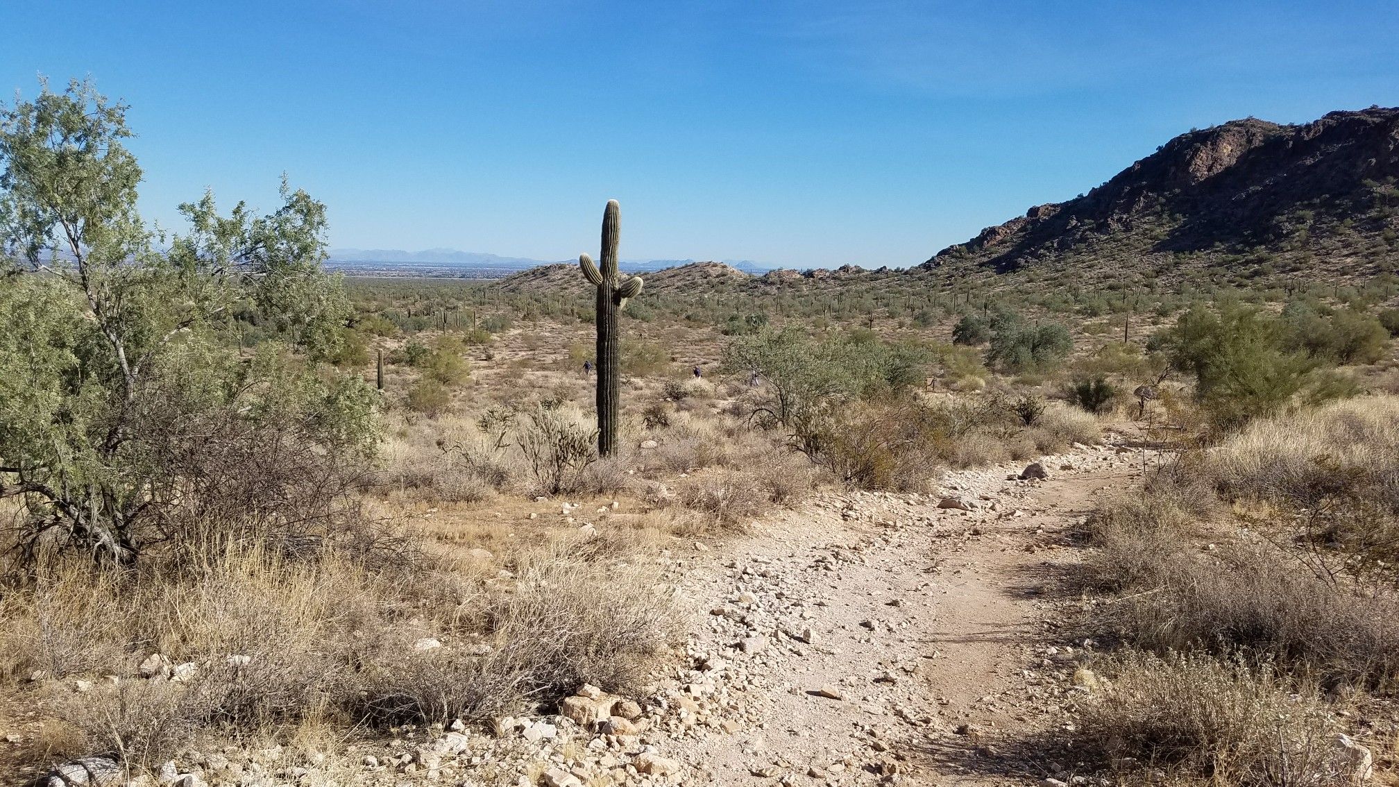 A desert trail leads past a tall saguaro cactus under clear skies. - Waddell and Ford Canyon Trail