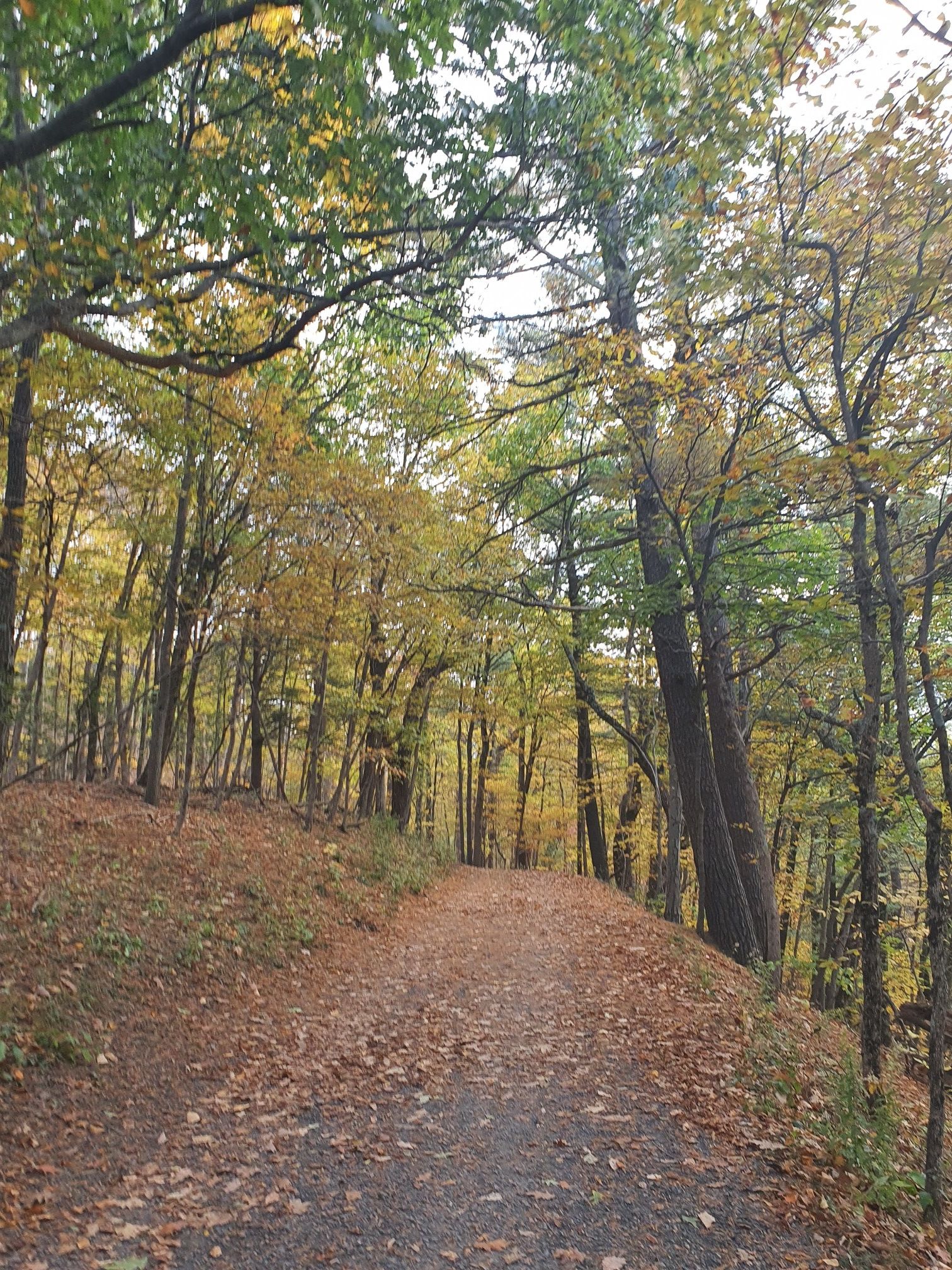 Leaf-covered dirt path winding through an autumn forest. - Hudson River Skywalk Loop