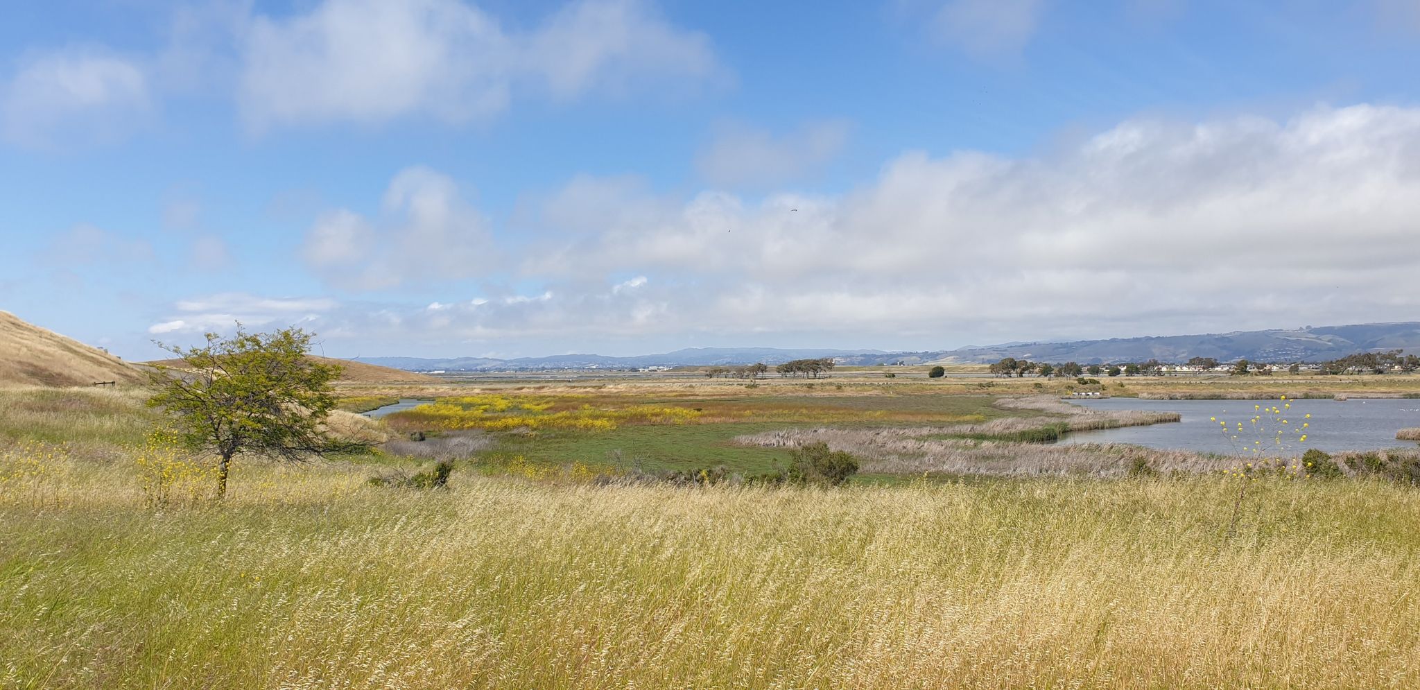 Expansive marshland with tall grasses, water, and distant hills under clouds. - Lizard Rock Trail