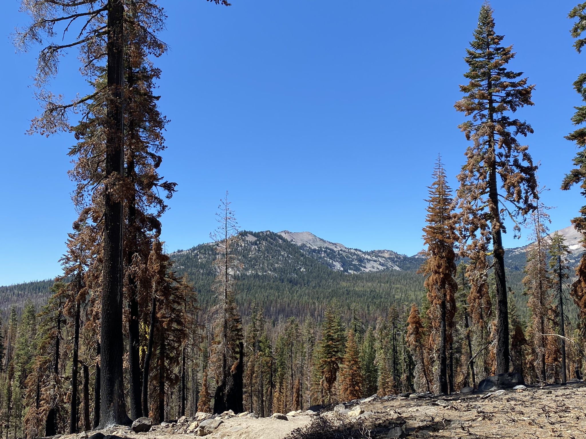 A mountain peak visible through burnt and green trees under a clear blue sky. - Echo Lake – Summit Lake loop from Lassen Volcanic National Park