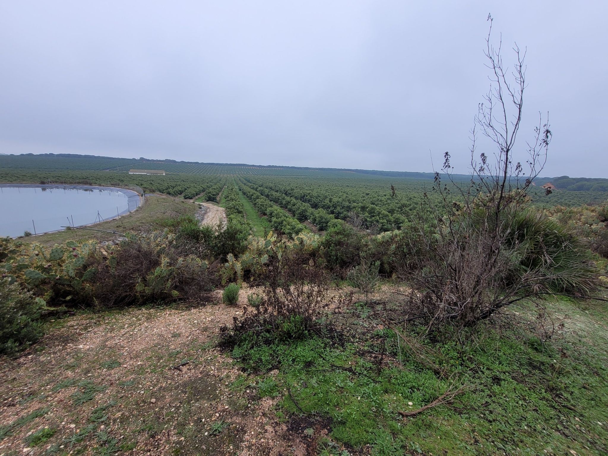 Wandelpad langs giga plantage met enorme water opslag bassins
