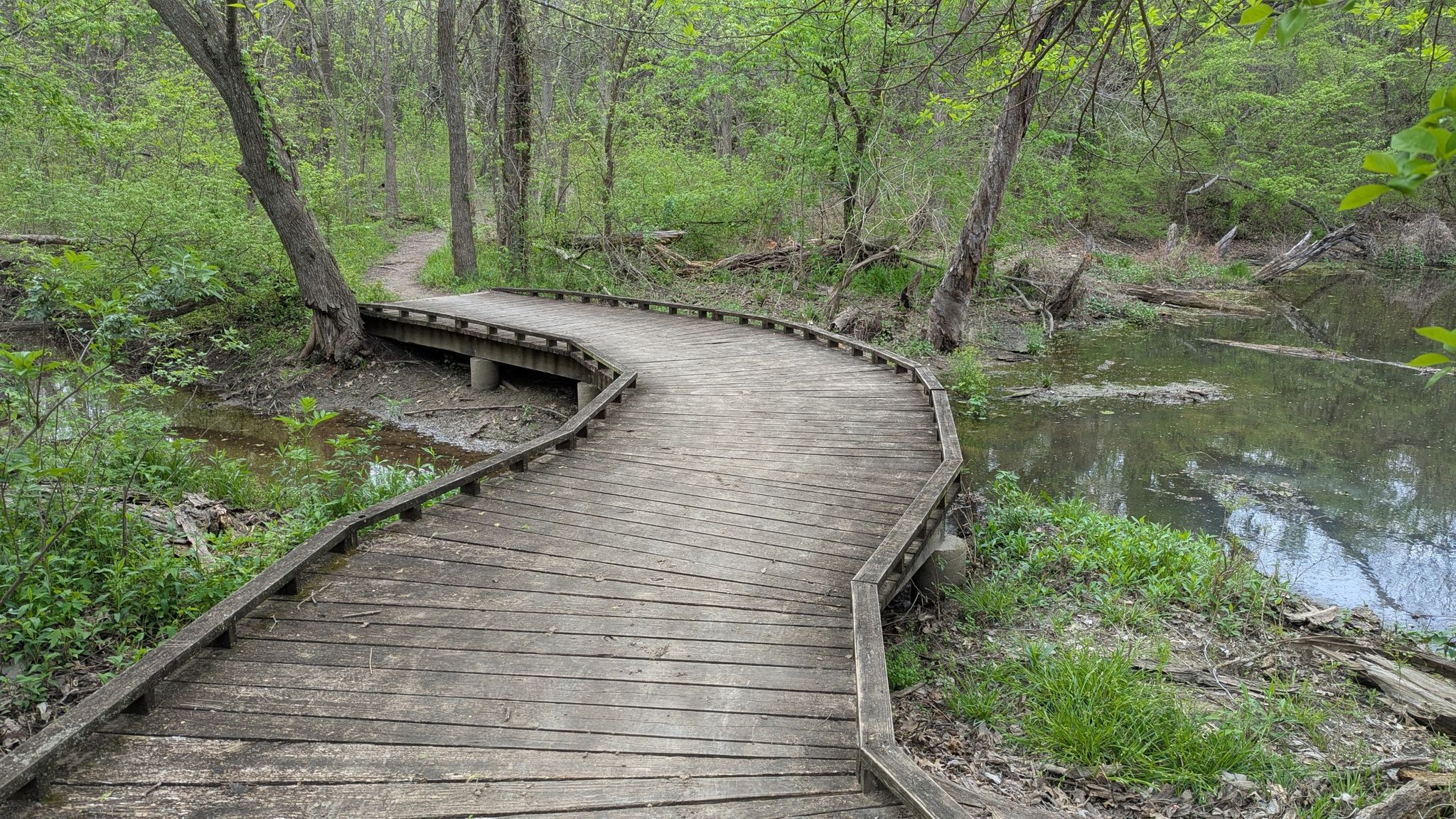 A wooden boardwalk curves through a lush green forest beside a calm stream. - Willow Springs and Bobcat Run Loop