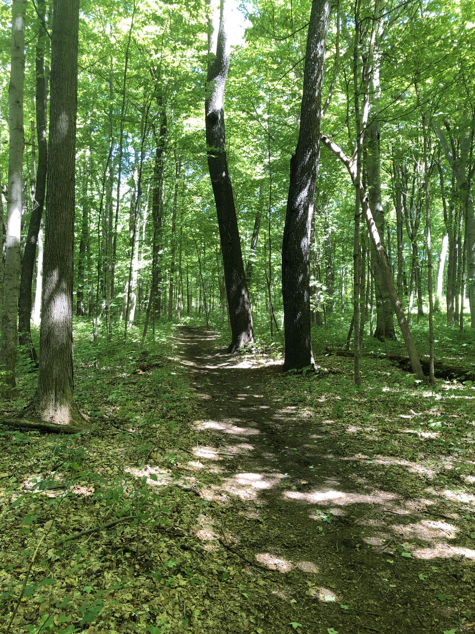 A sun-dappled dirt path winds through a dense, green forest. - Maybury Equestrian Trail Loop