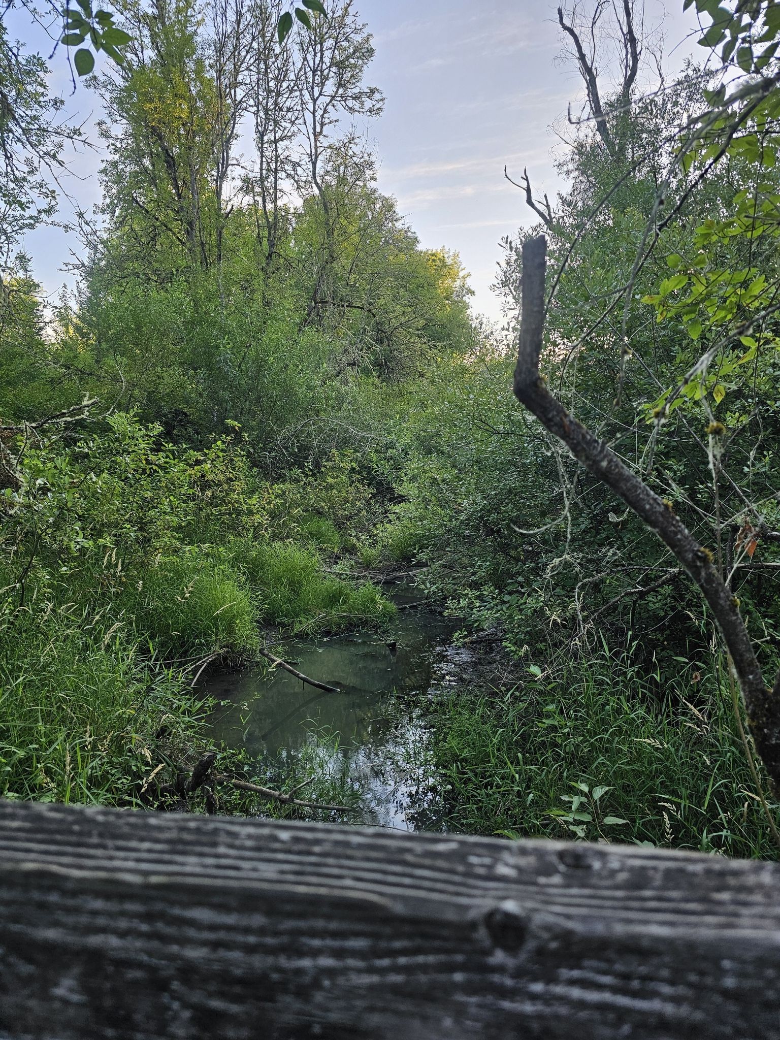 Overgrown stream winding through dense green foliage, soft natural light. - Minto-Brown Island Park – Minto-Brown Island Park loop from Minto-Brown Island Park