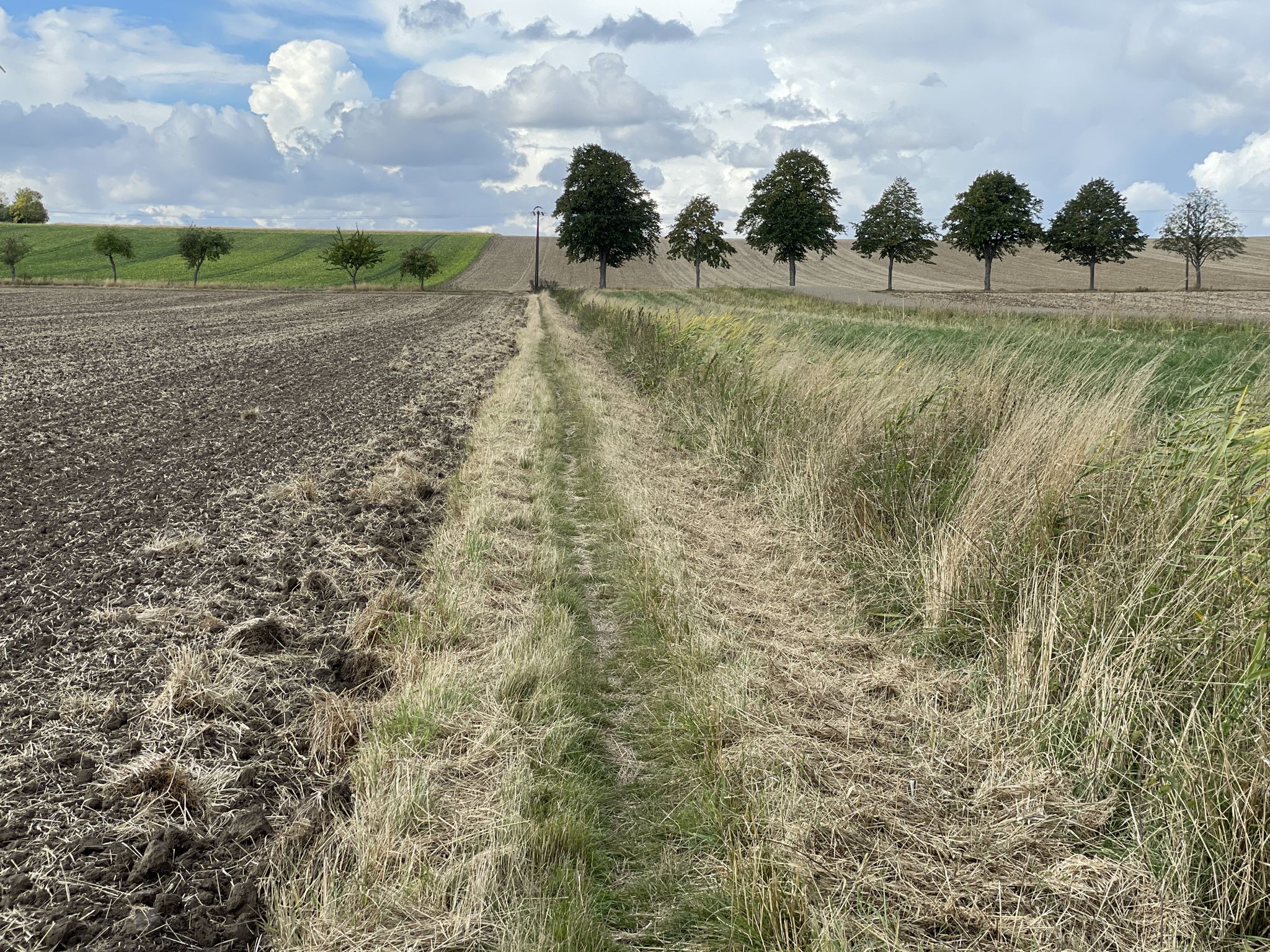 Grastrail