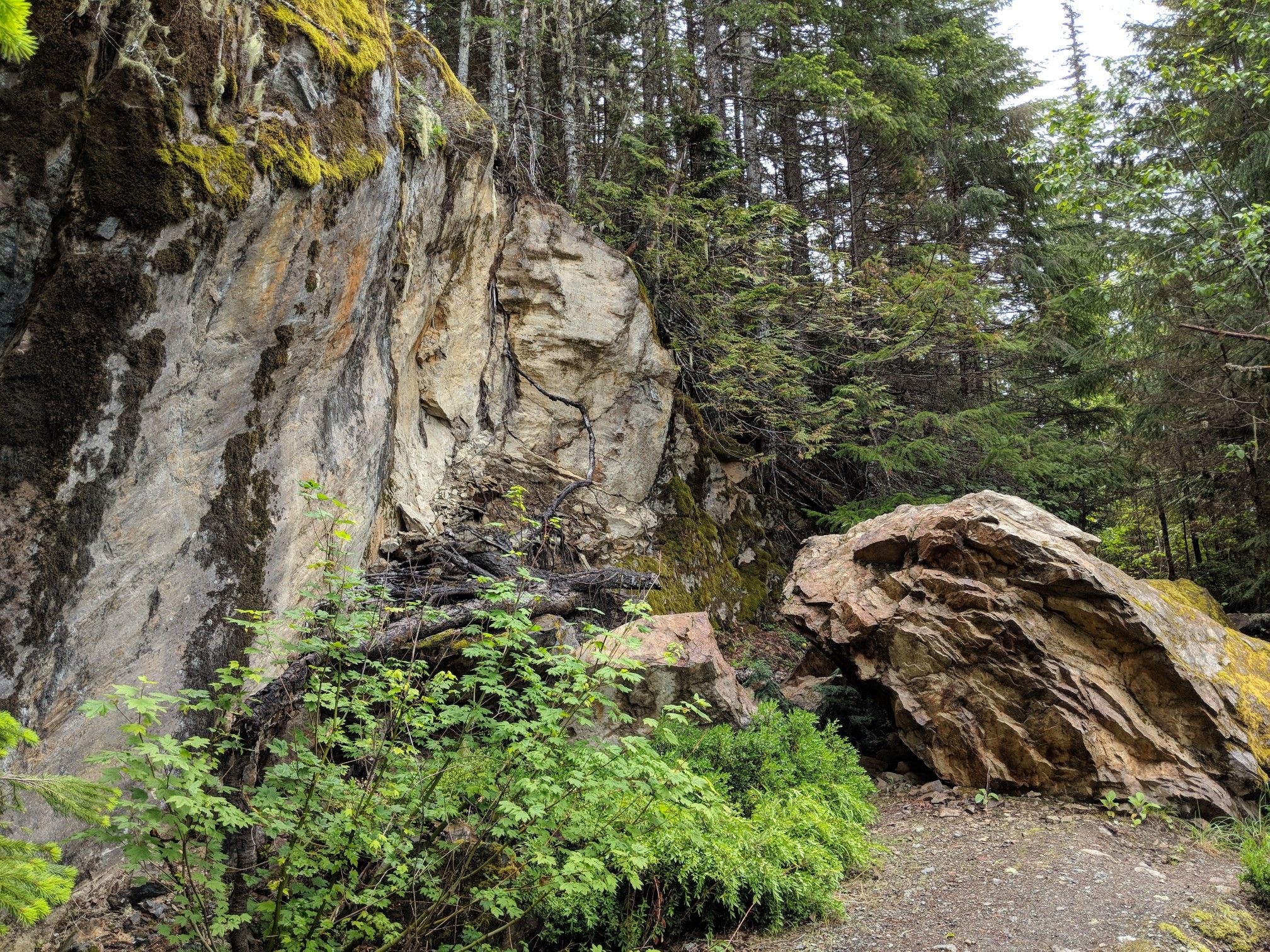 Mossy rock formations and dense forest beside a dirt path. - Elliot Creek (Goat Lake) Trail