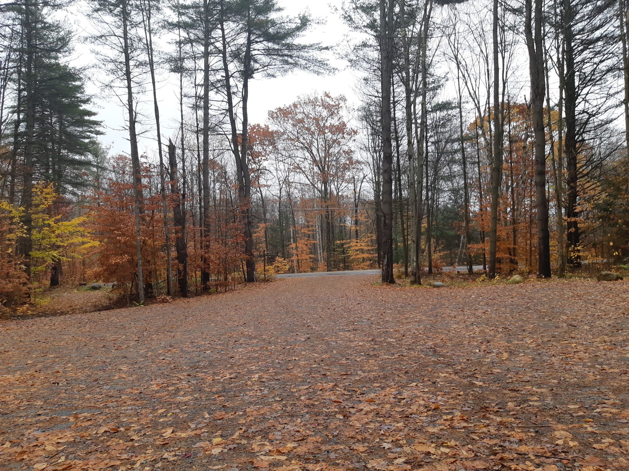 Forest floor covered in autumn leaves, with tall trees on a cloudy day. - Bolton Conservation Park – View of Friends Lake loop from The Pinnacle