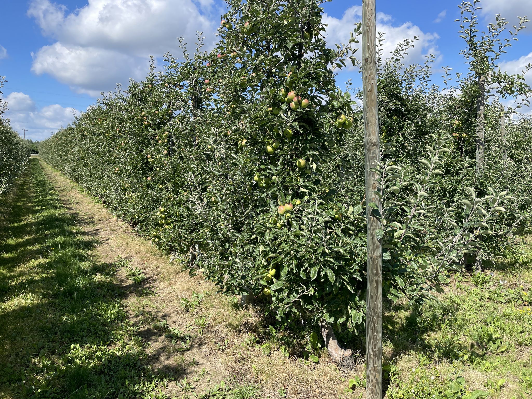 Apfelplantagen