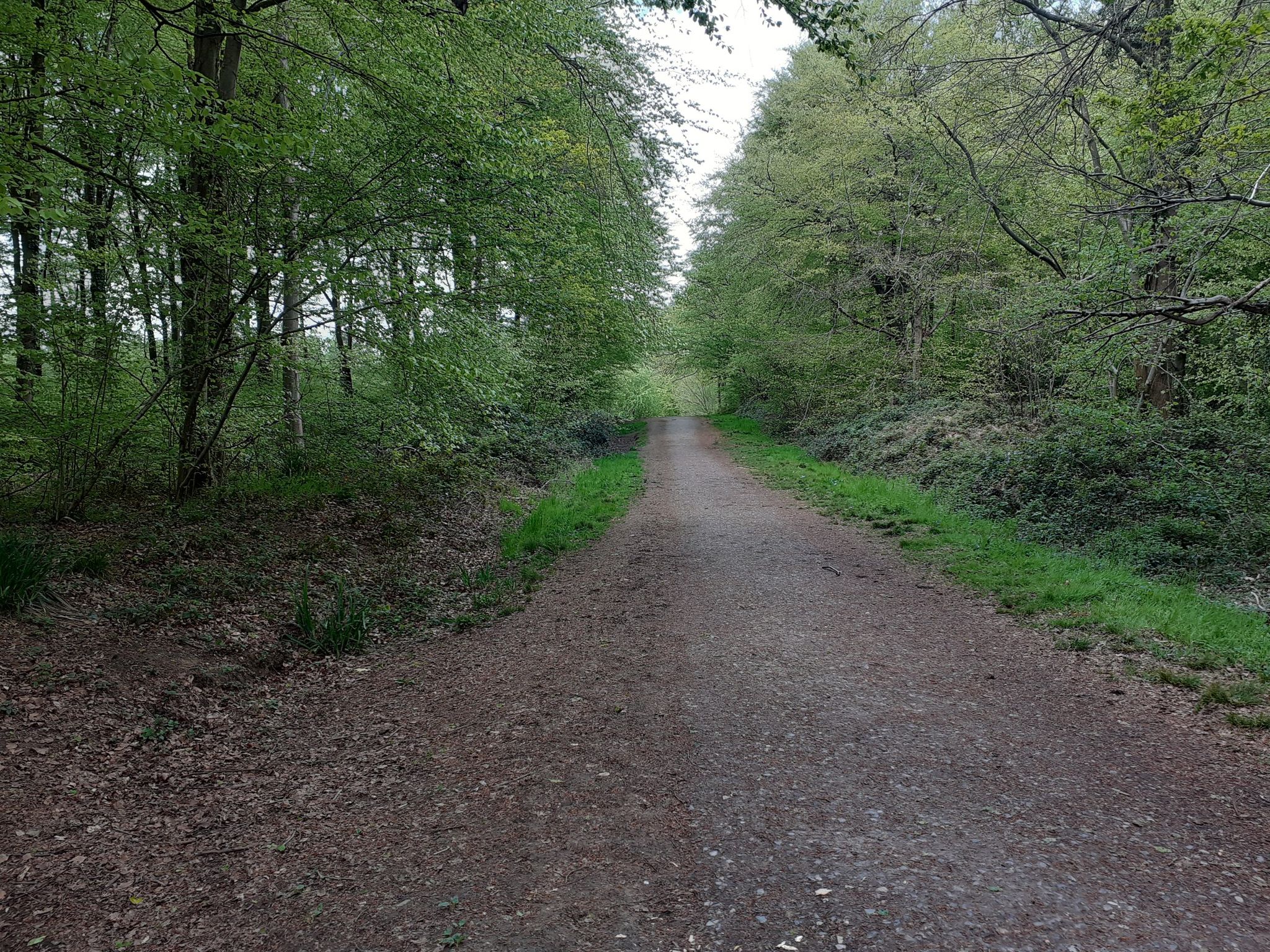woods