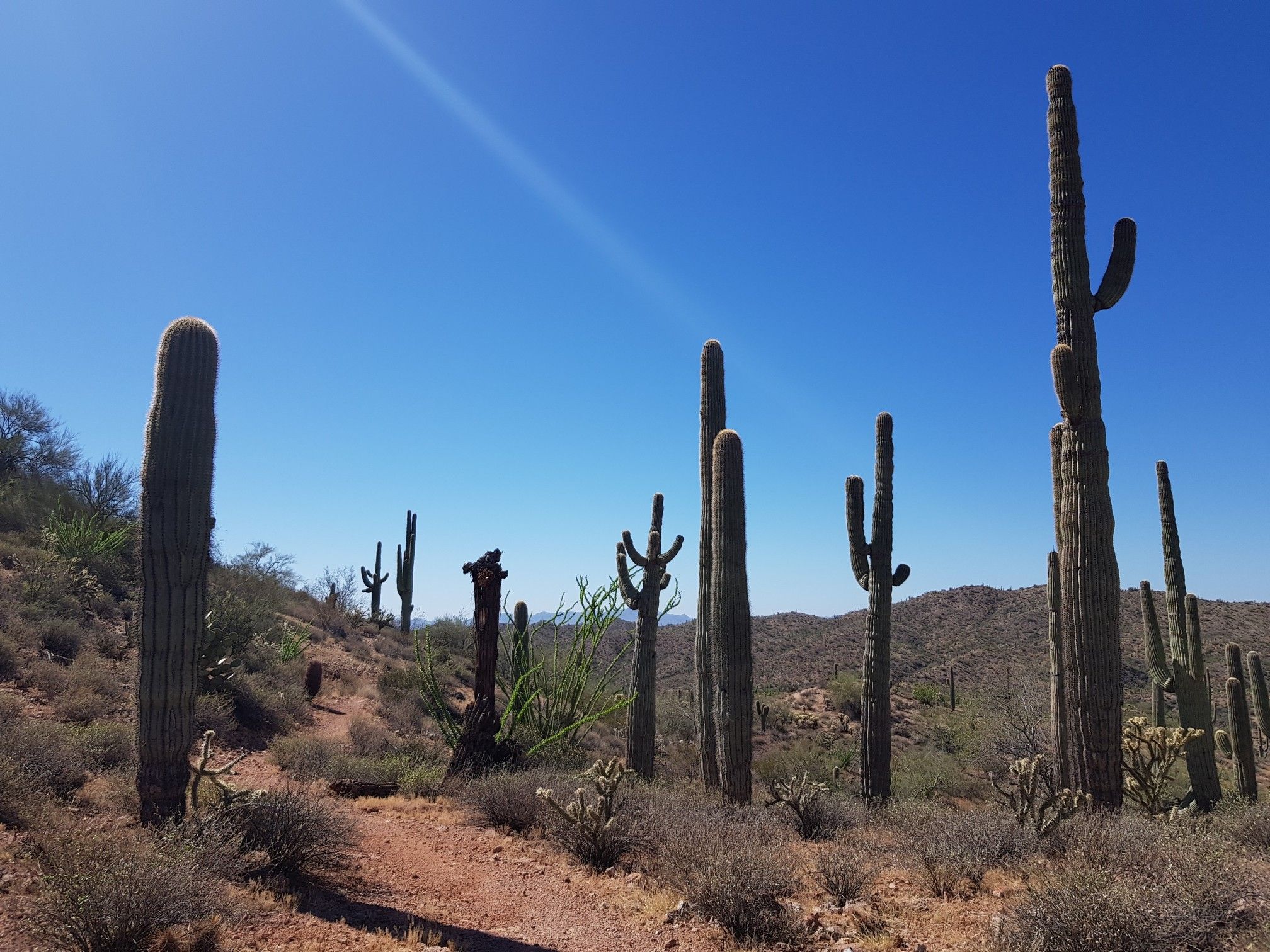 Desert path winding through numerous saguaro cacti under a bright blue sky. - Vulture Peak Trail