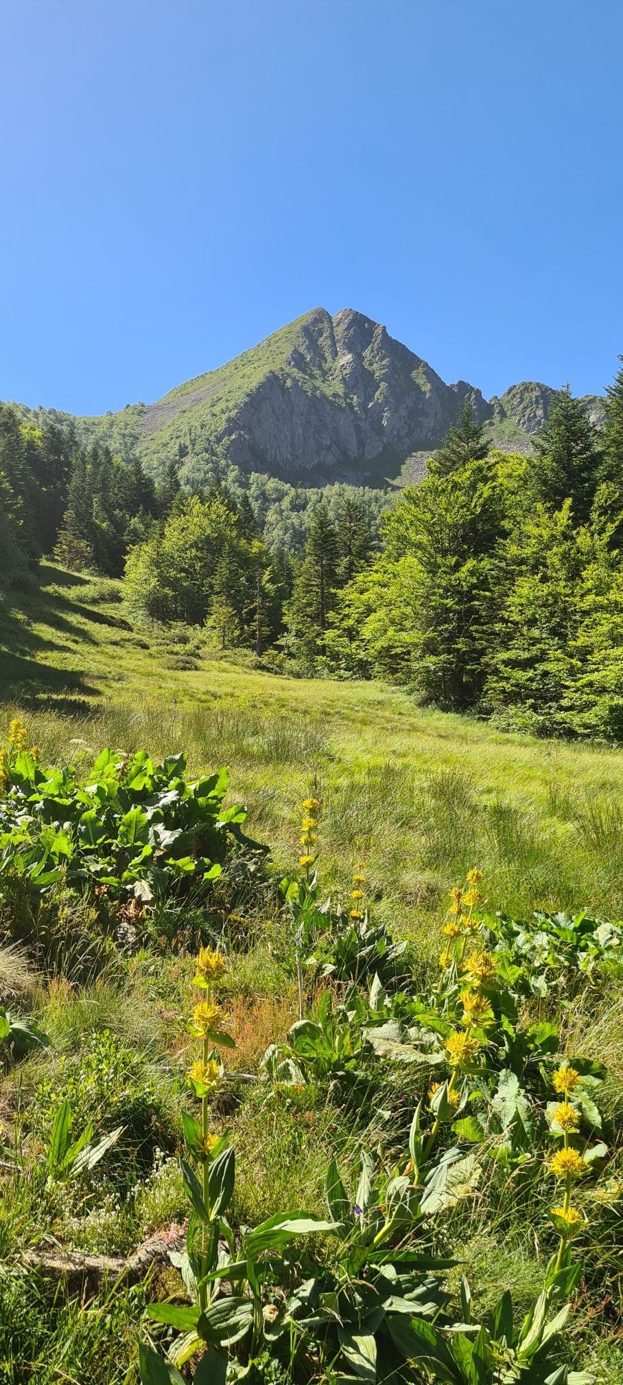 Dent d'Orlu