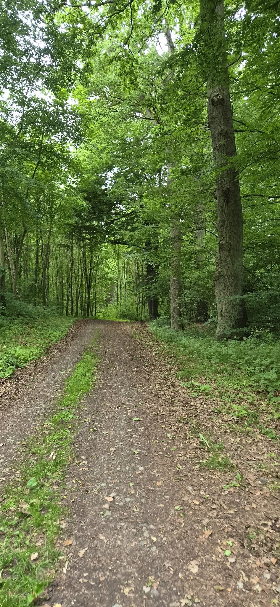 ab in den Wald