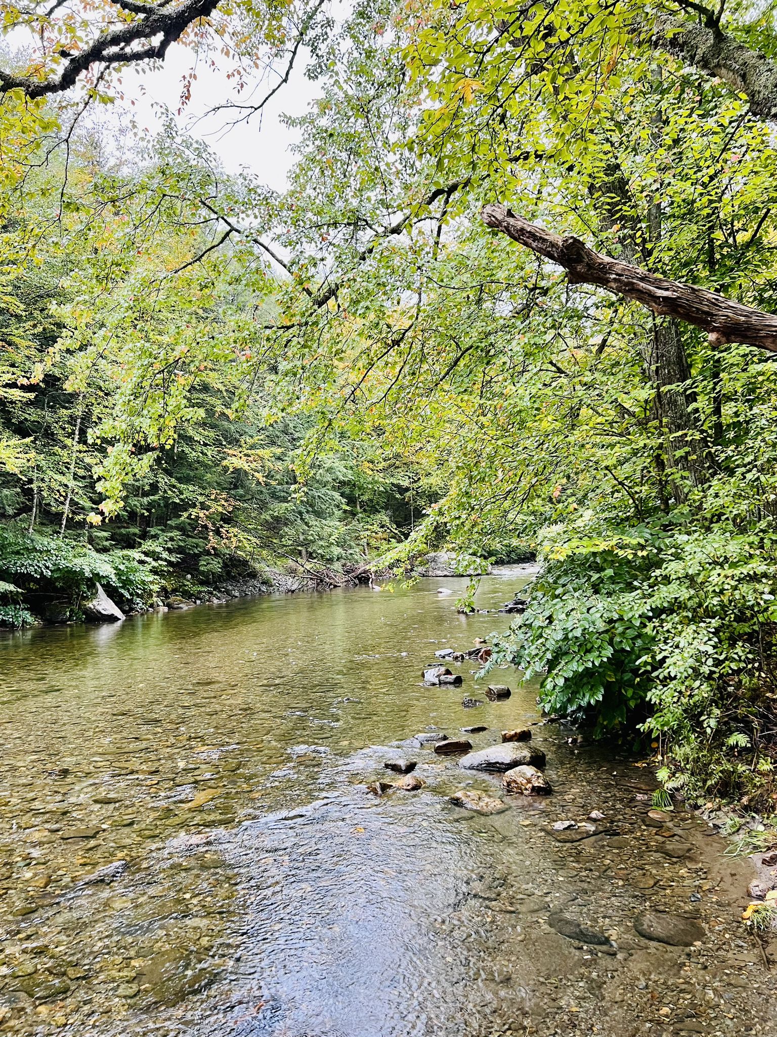 Clear river flows through a lush green forest under soft, overcast light. - Idletyme Brewing & PK Coffee loop from Adams Camp