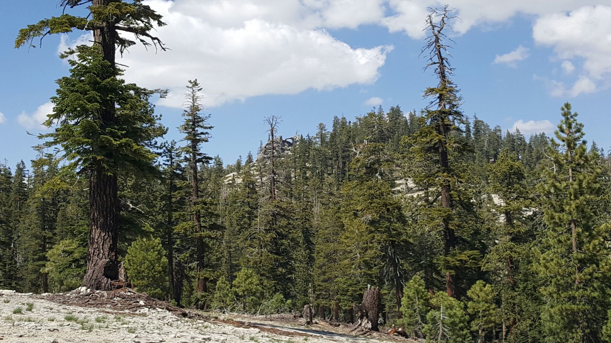 Dense evergreen forest with tall trees under a partly cloudy sky. - North Dome Trail