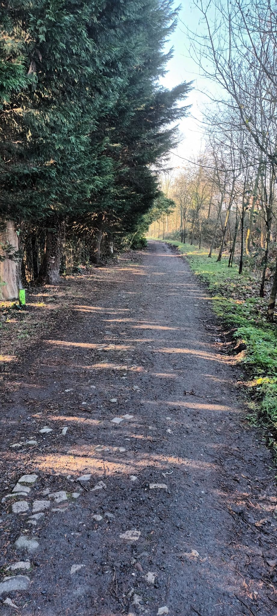 Sous les pins à l'ombre
