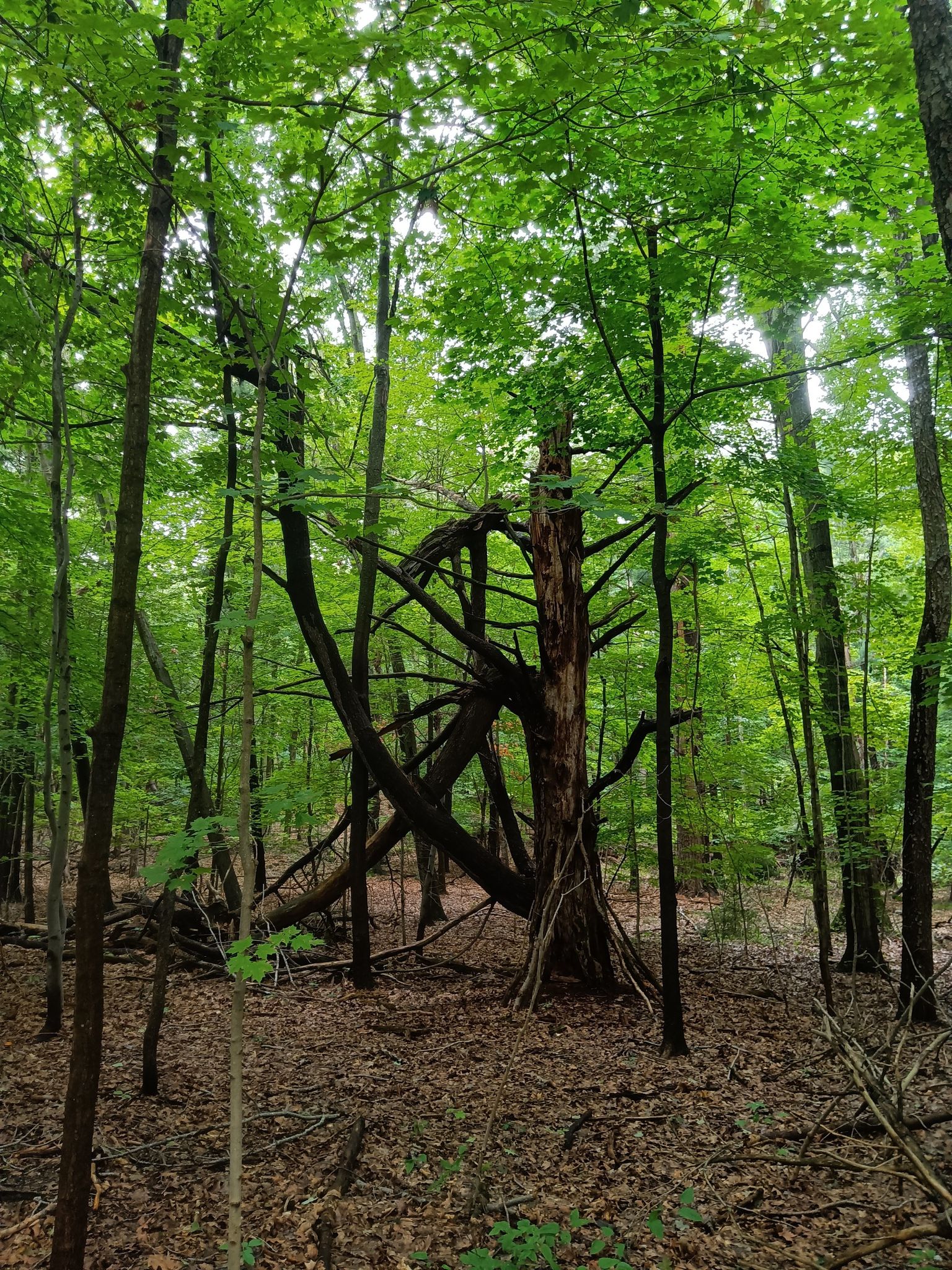 A gnarled dead tree trunk stands amidst a dense, green forest. - North Trail Inner Loop