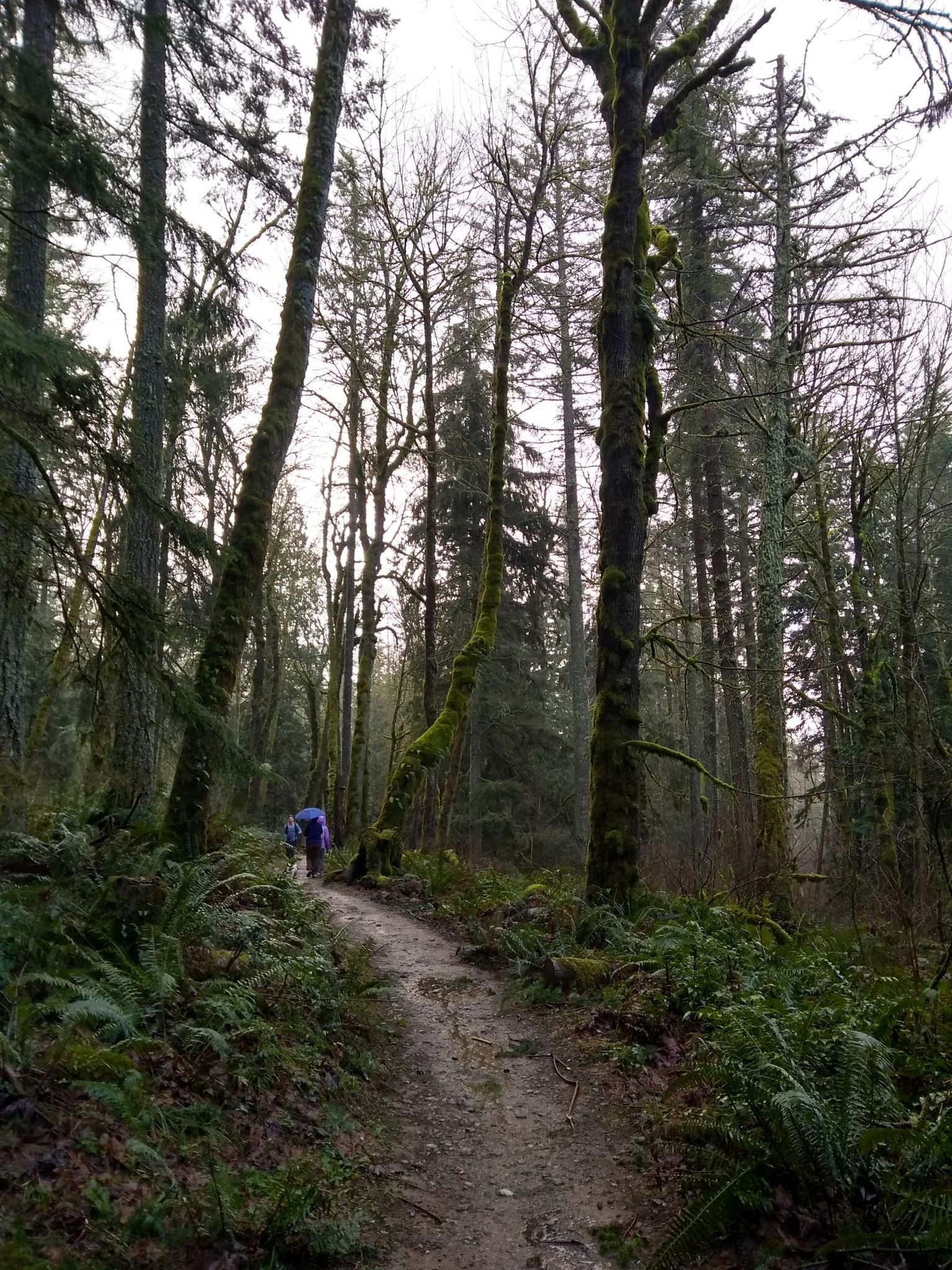 A person walks a winding path through a dense, mossy forest on an overcast day. - Building in Grand Ridge Park – Coal Mine Trail loop from High Point
