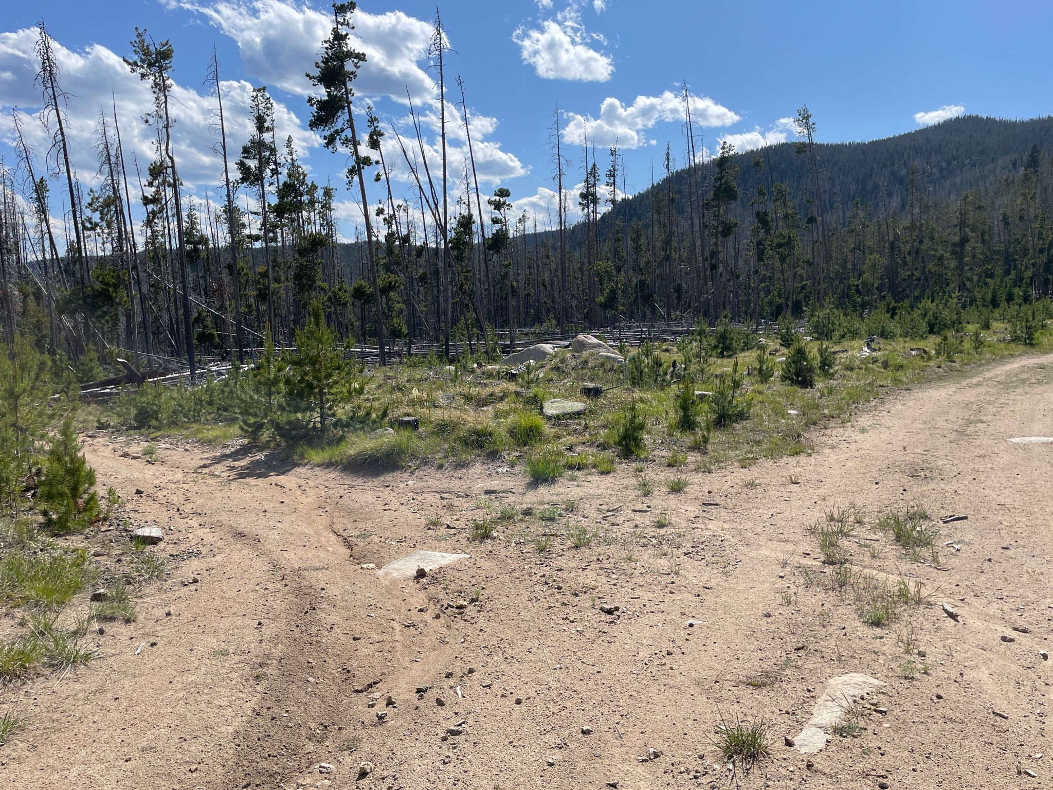 A fork in a dirt road through a clearing with dead trees and hills. - Lava Mountain loop