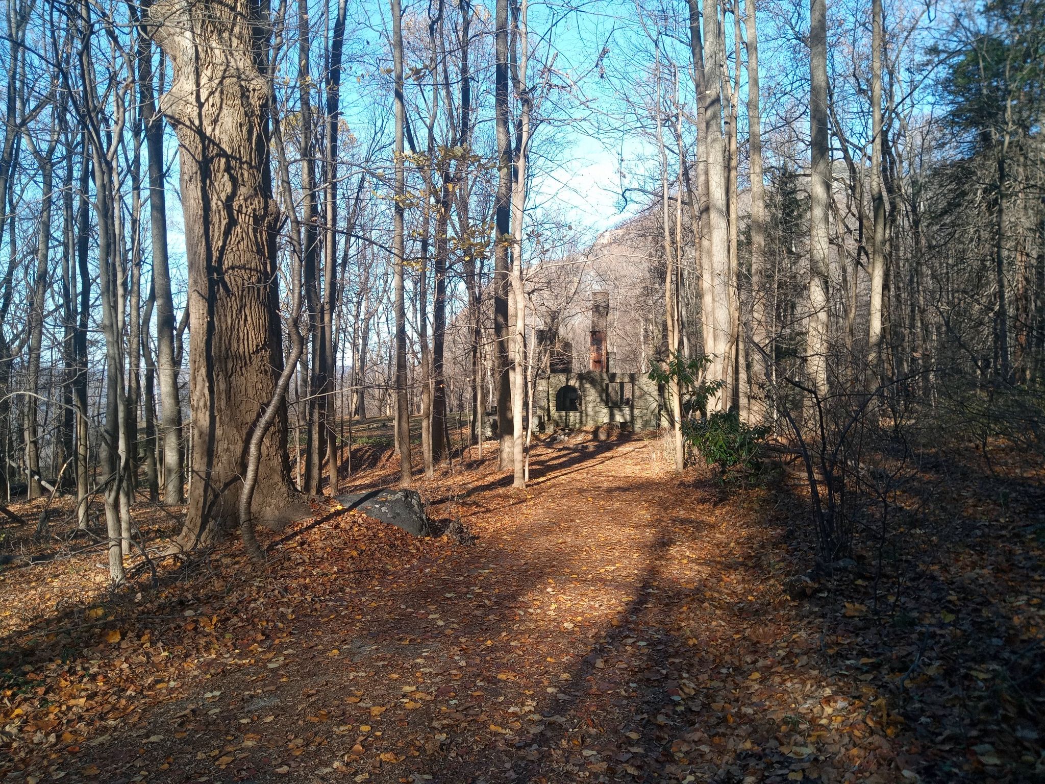 Forest path with bare trees, sunlight dappling the ground, old structure visible. - Cornish Estate Trail
