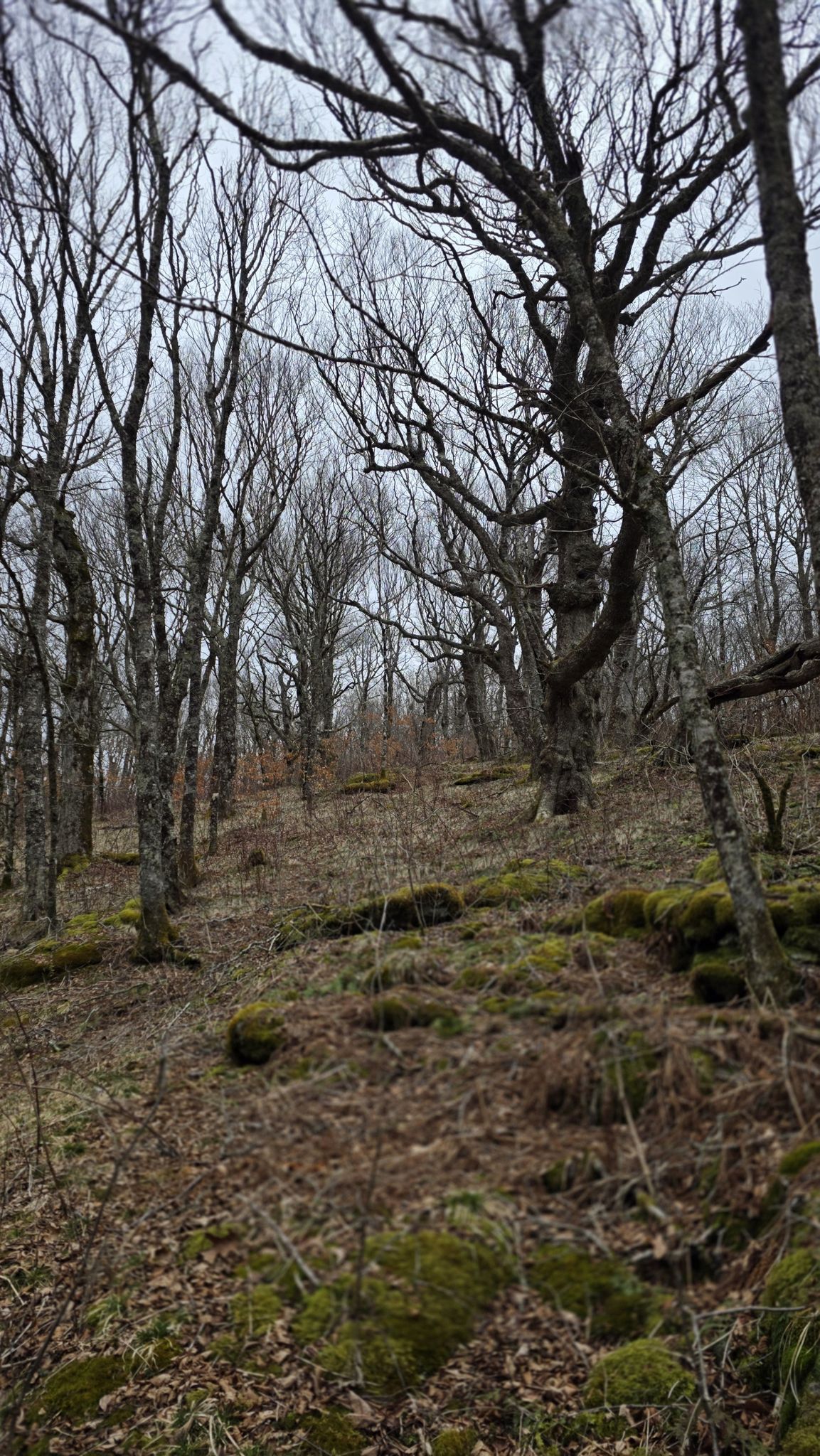 Bare, gnarled trees on a mossy, uphill slope under an overcast sky. - Craggy Gardens Picnic Area – Craggy Gardens viewpoint loop from Bearpen Knob