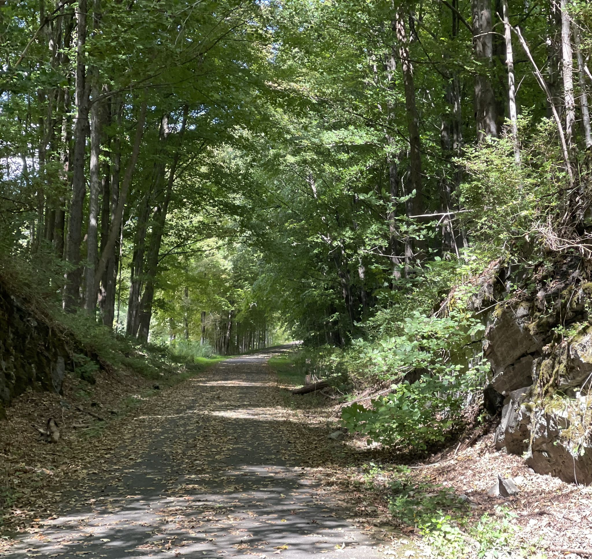 Leaf-strewn dirt path through a sun-dappled forest with tall trees and rocky walls. - Candy-O's Candy & Collectibles loop from Benton Hill Preserve