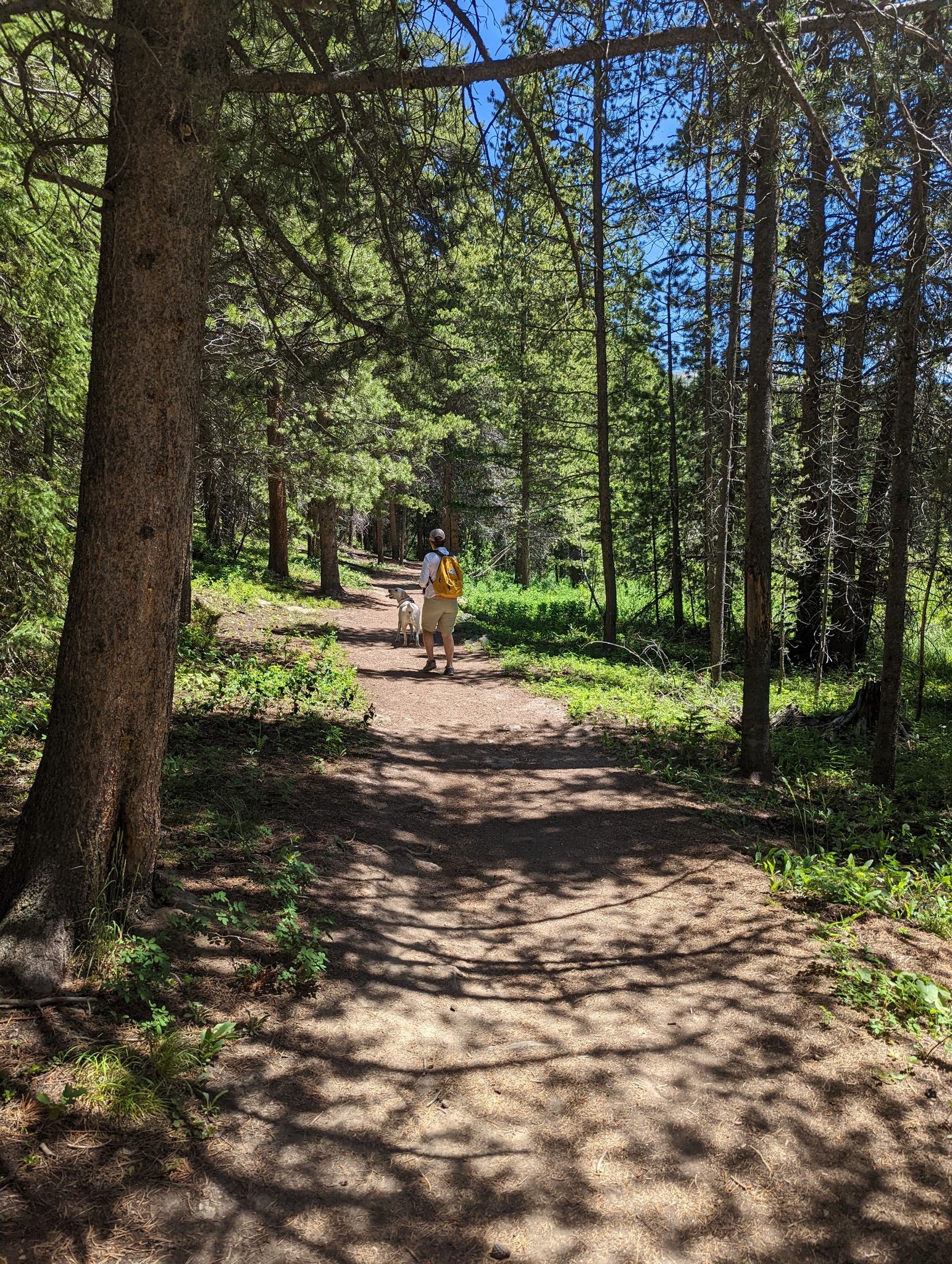 A person walks a dog on a sun-dappled forest path. - Challenger Trail loop from Vintage Lot Parking