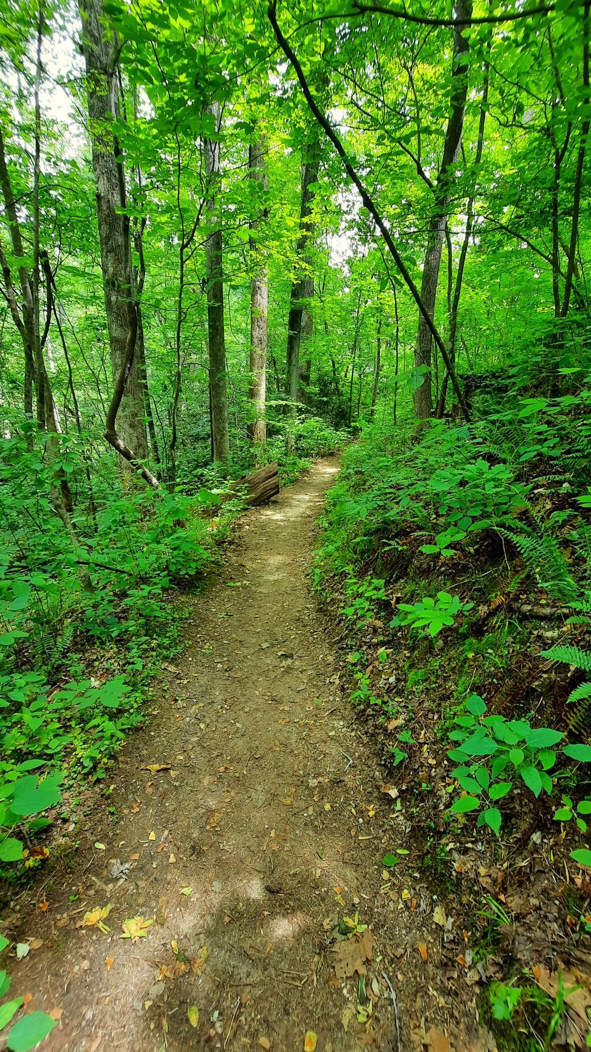 A sun-dappled dirt path winds through a dense, lush green forest. - Paris Mountain State Park loop from Ranger Parking