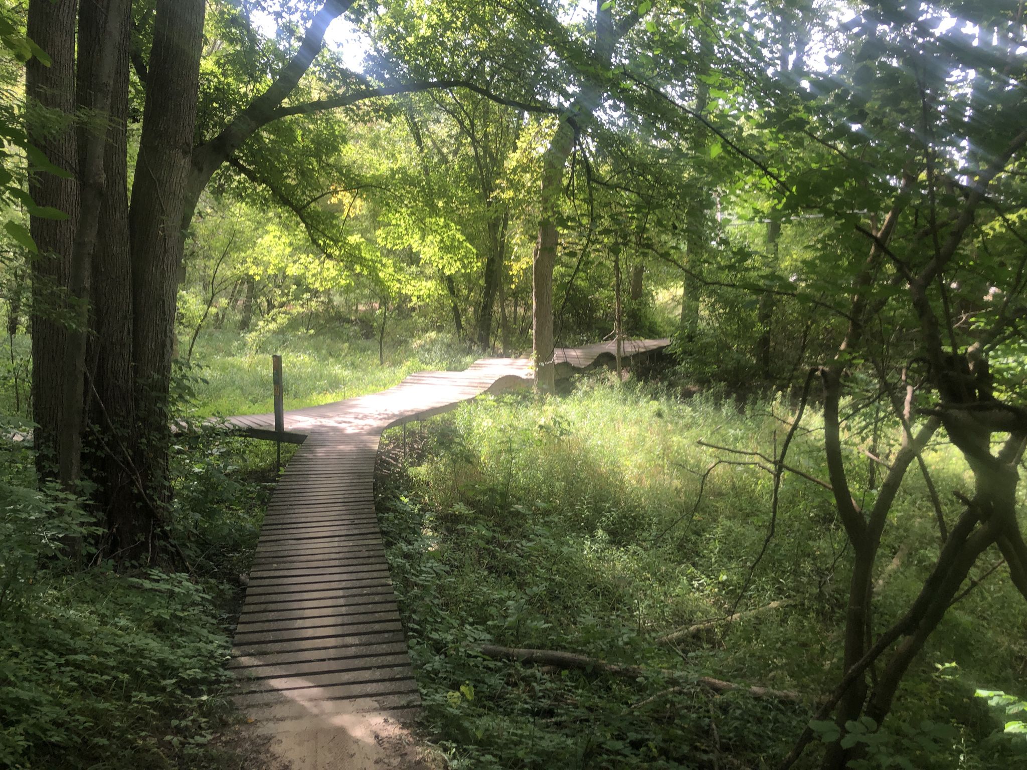 Sunny forest path with a wooden boardwalk leading into bright green foliage. - Oak Openings Hiking Trail loop