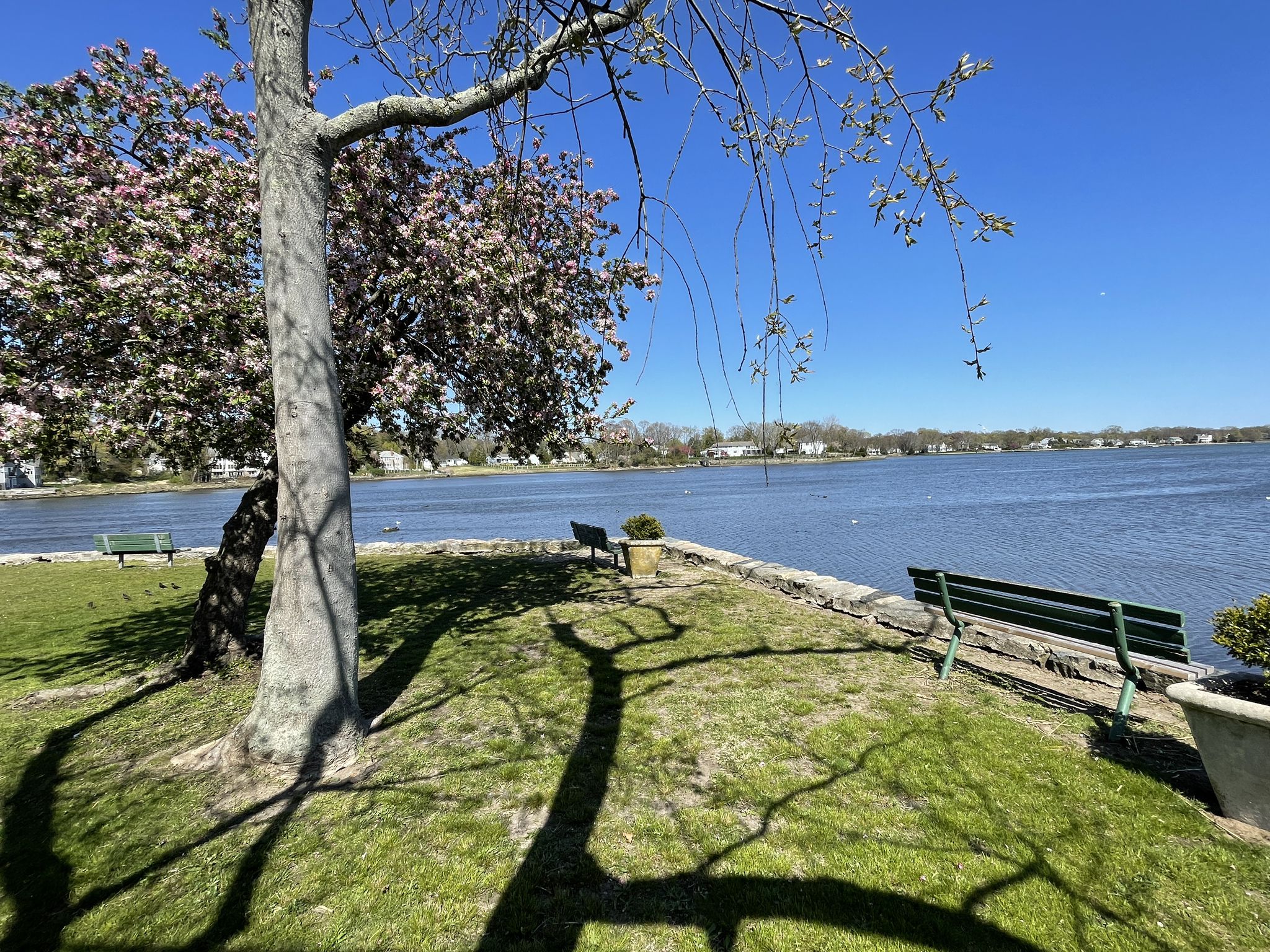 Sunny park with blooming trees, benches, and a wide calm lake. - East Coast Greenway: Bridgeport to Stamford