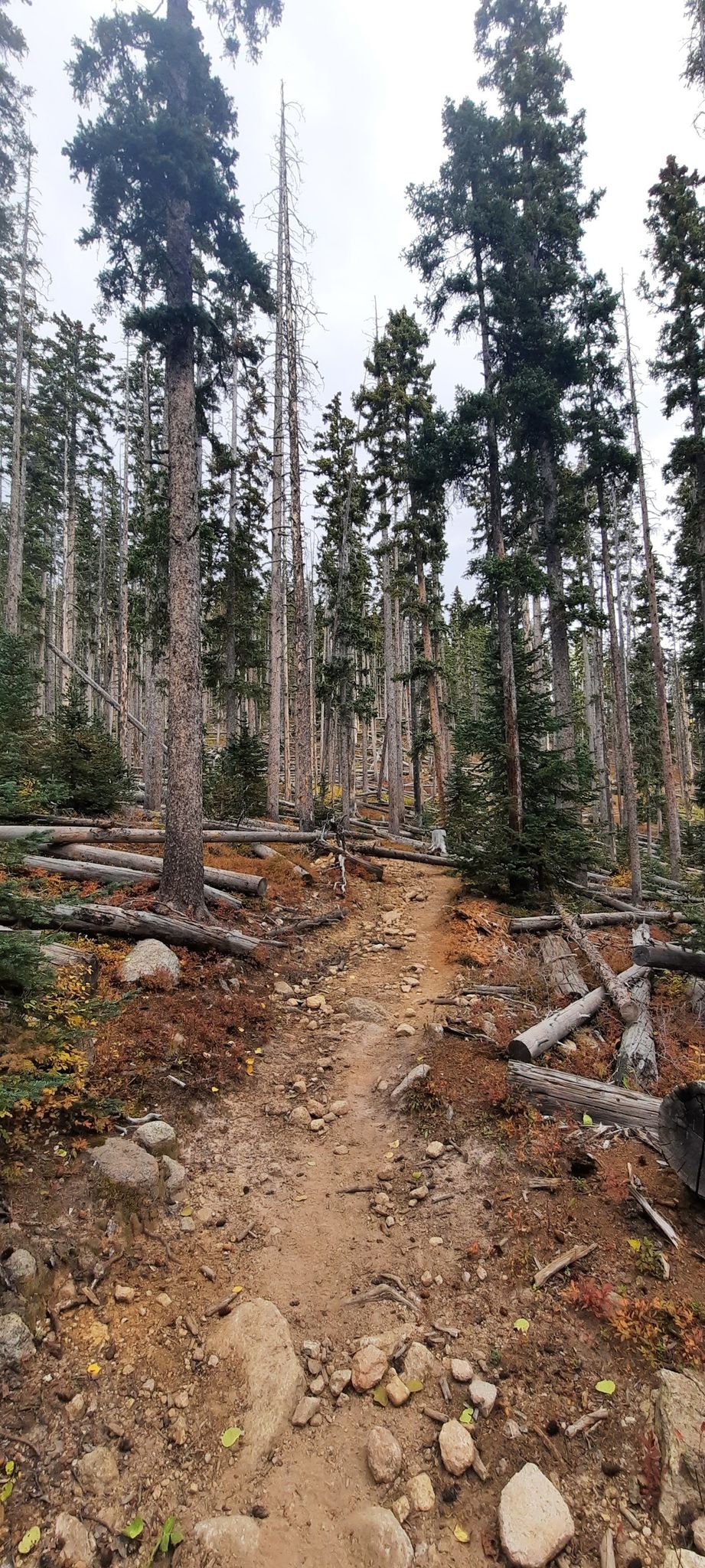 A narrow dirt path through a dense forest with many tall trees and fallen logs. - East Baldy Trail #95