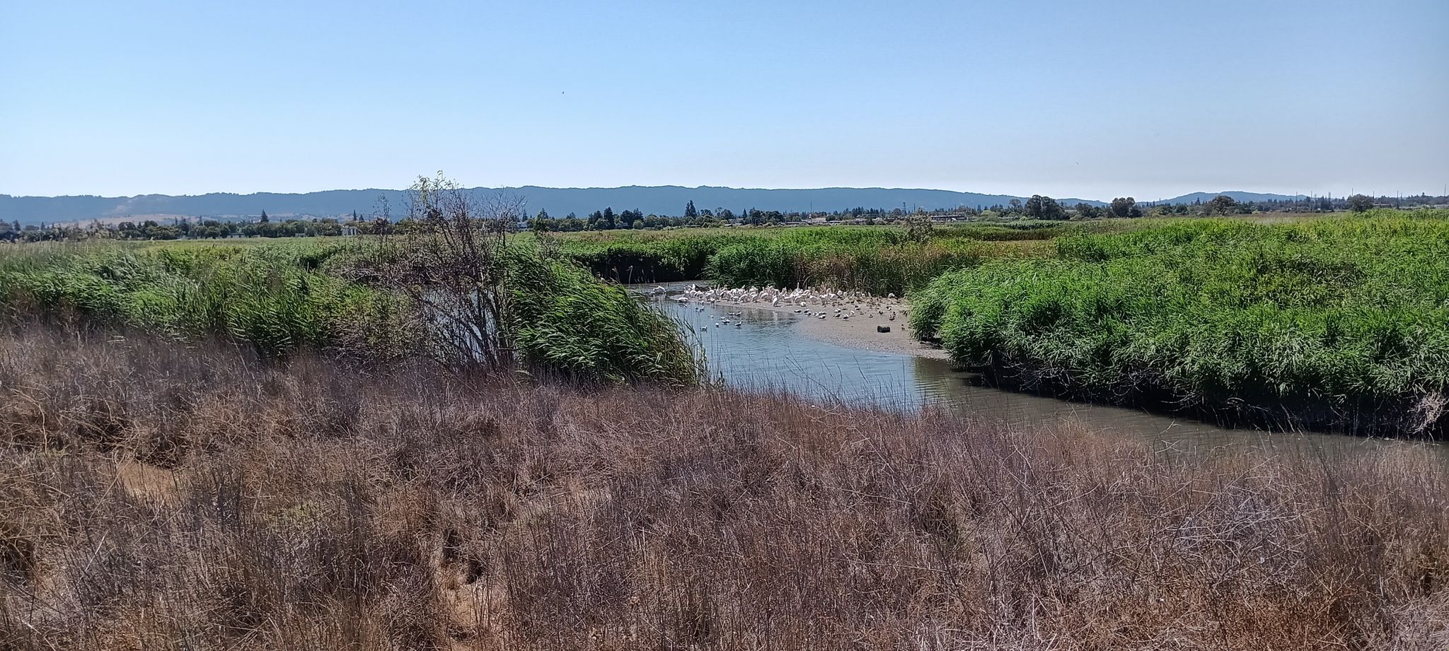 River winding through green and brown marshland under a clear blue sky. - Adobe Creek Loop Trail