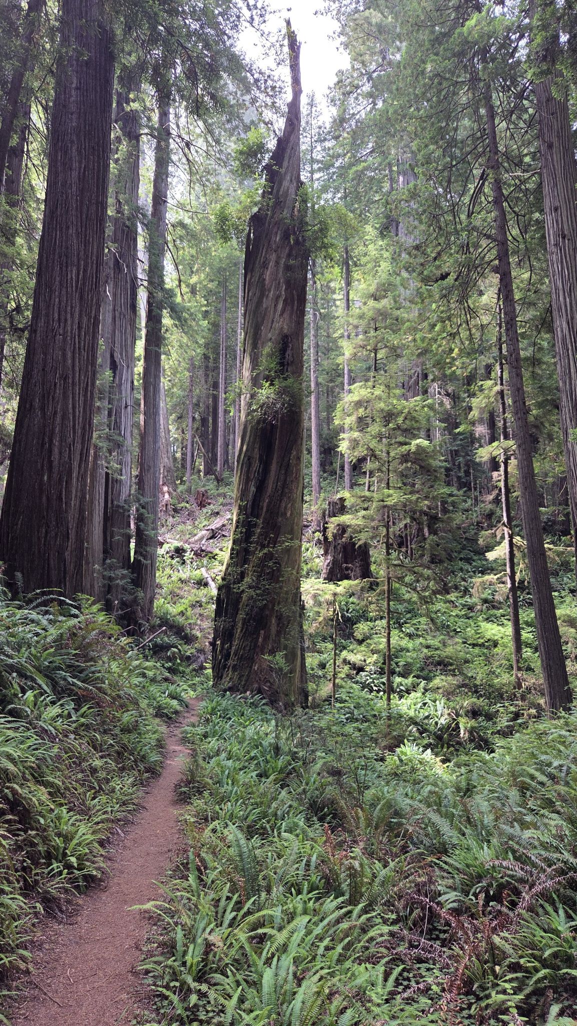 A tall, broken tree trunk stands beside a winding dirt path in a lush forest. - Miner's Ridge and James Irvine Loop