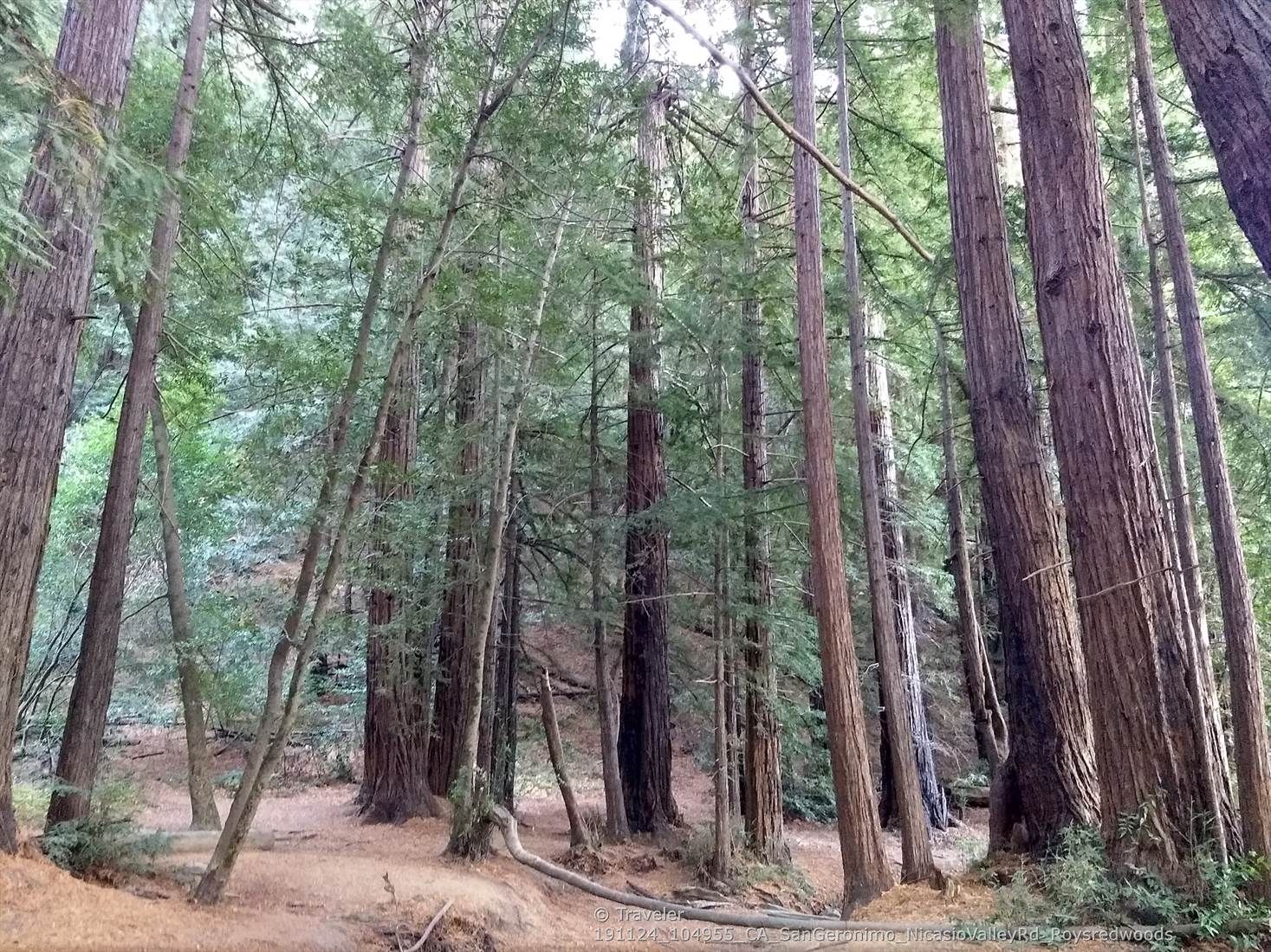 Dense forest of towering trees with dappled sunlight on the ground. - Fairy Ring Trail