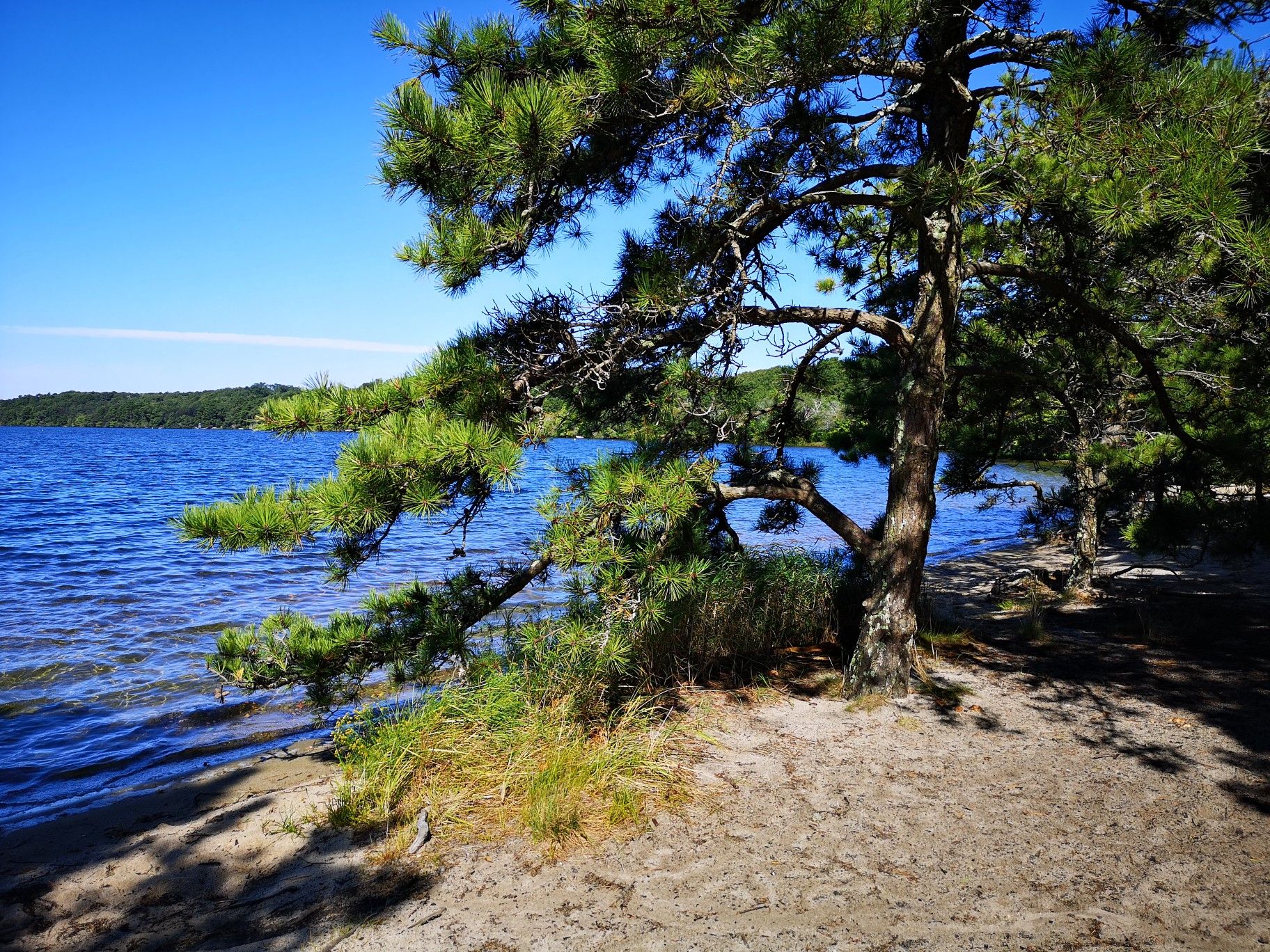 Pine tree over sandy shore next to a blue lake on a sunny day. - Seymour Pond loop from Brewster