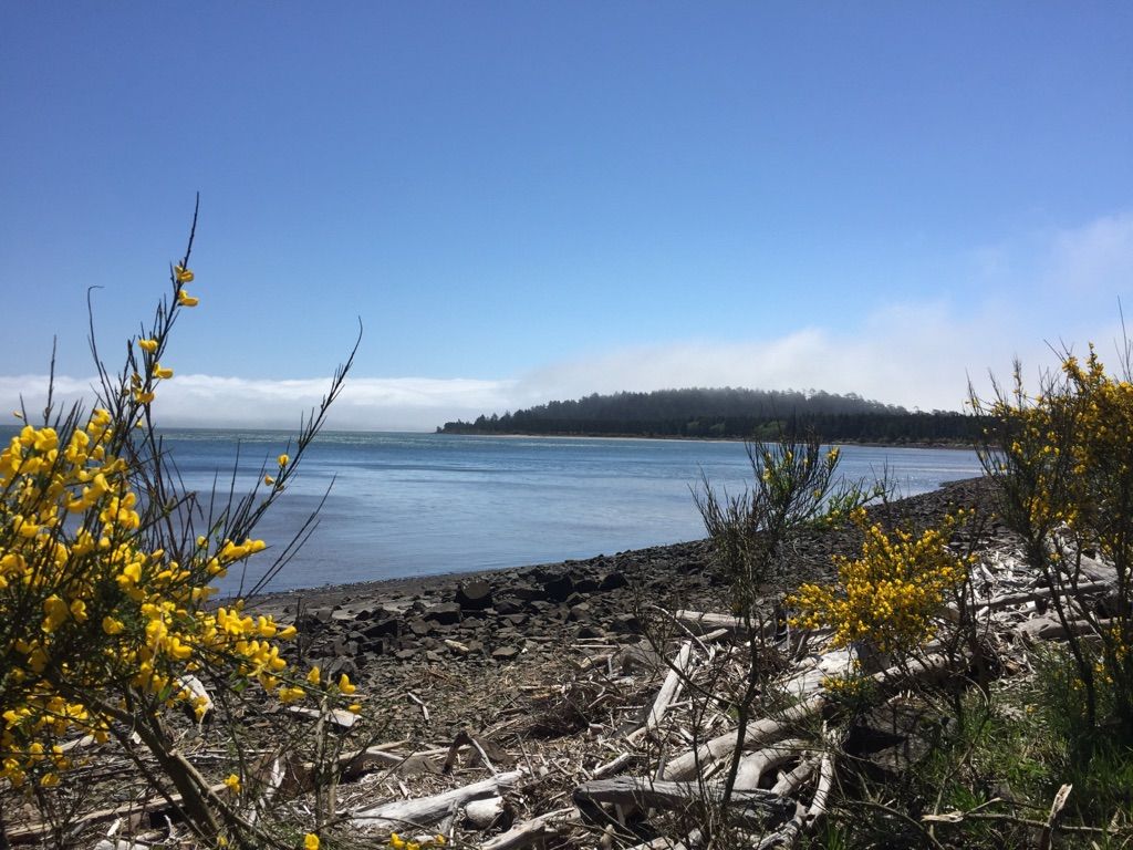 Yellow flowers, rocky shore, calm water, and misty distant hills under a blue sky. - Bayocean Peninsula