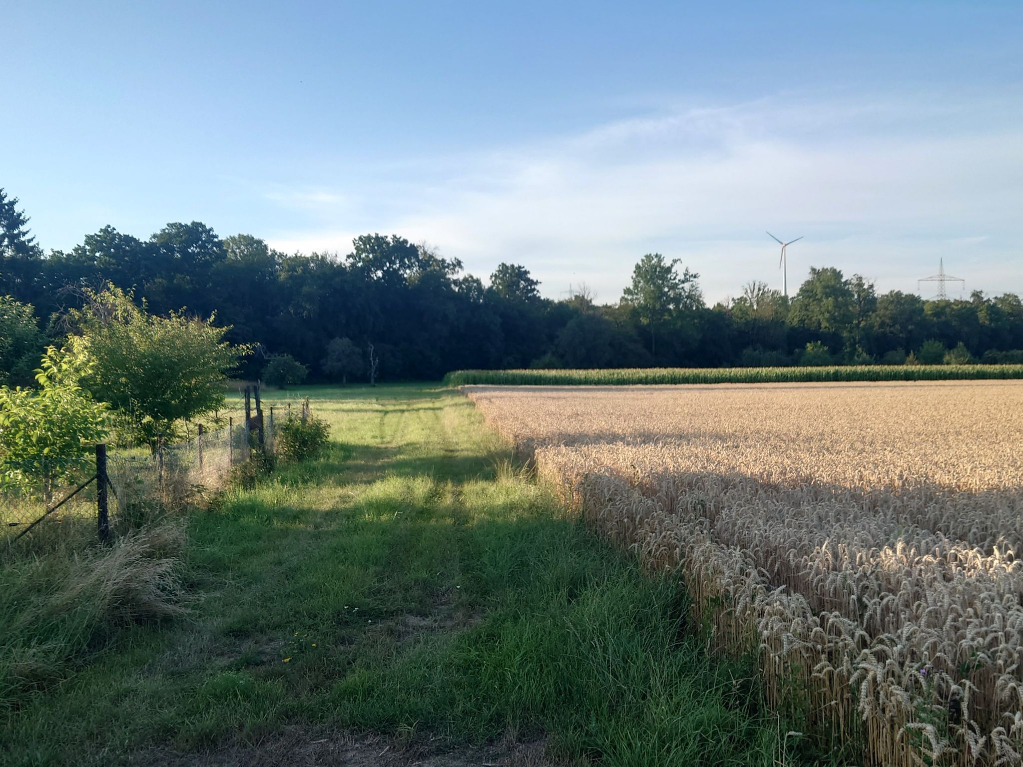 Forst bei Ingersheim/Neckar