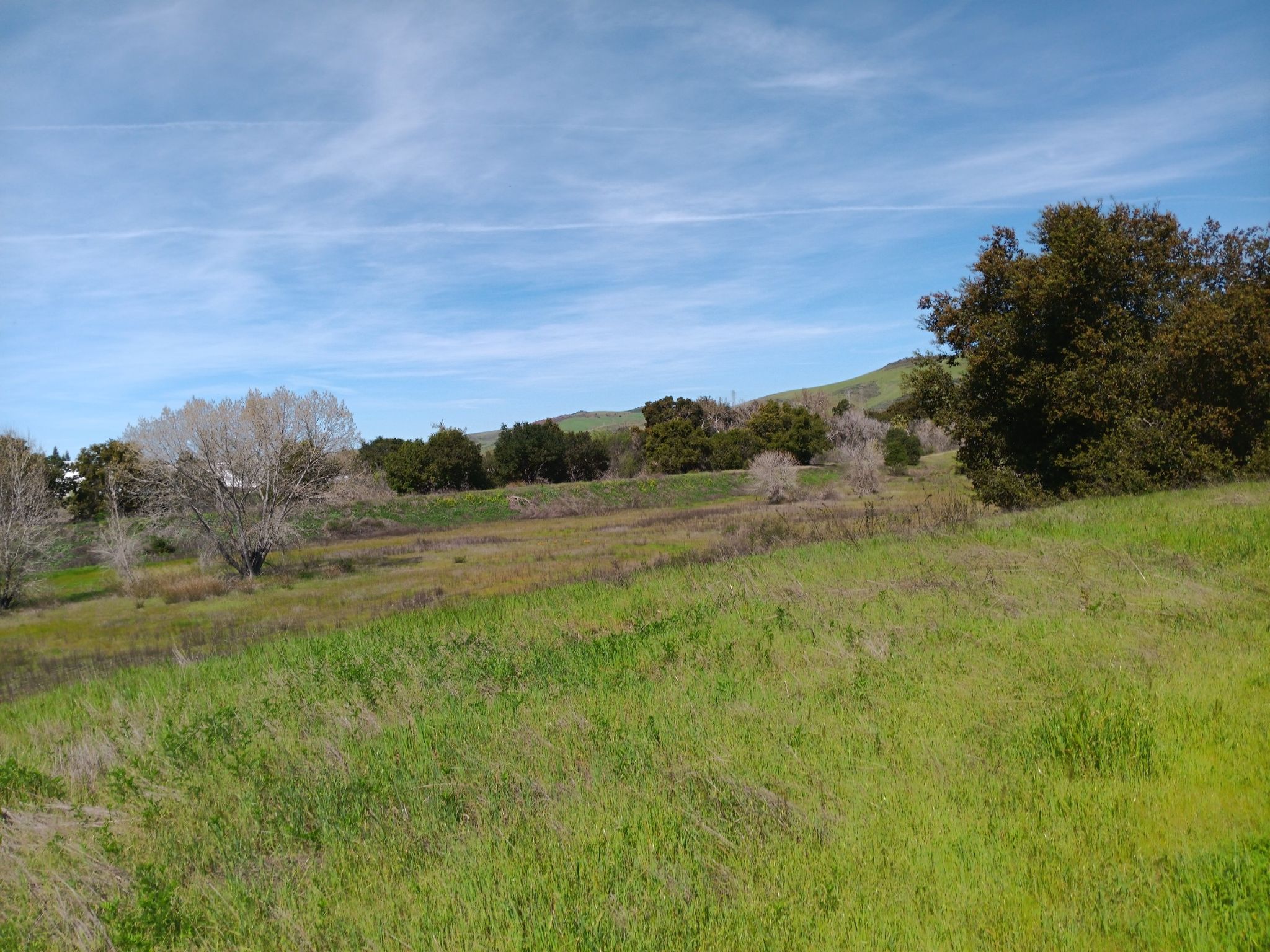 Expansive green grassy field with scattered trees and distant hills under a blue sky. - Edenvale loop from Santa Teresa County Park