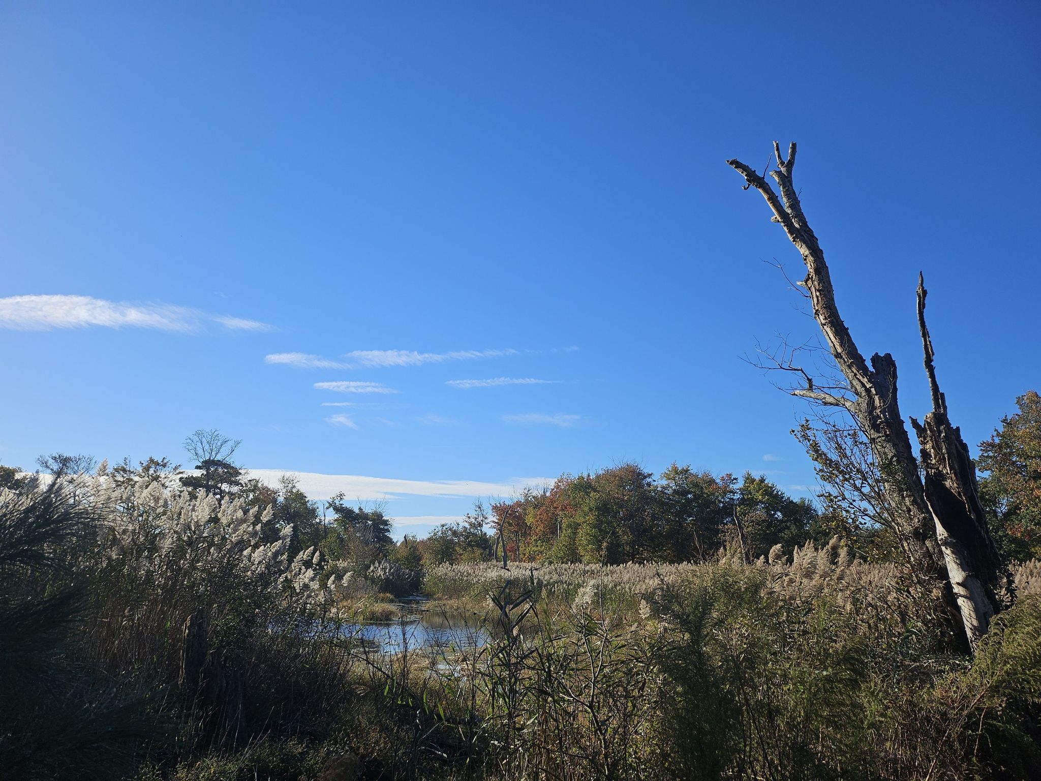 Sunny wetland with tall grasses, a small pond, and a dead tree trunk. - Blue Goose and Black Farm Loop