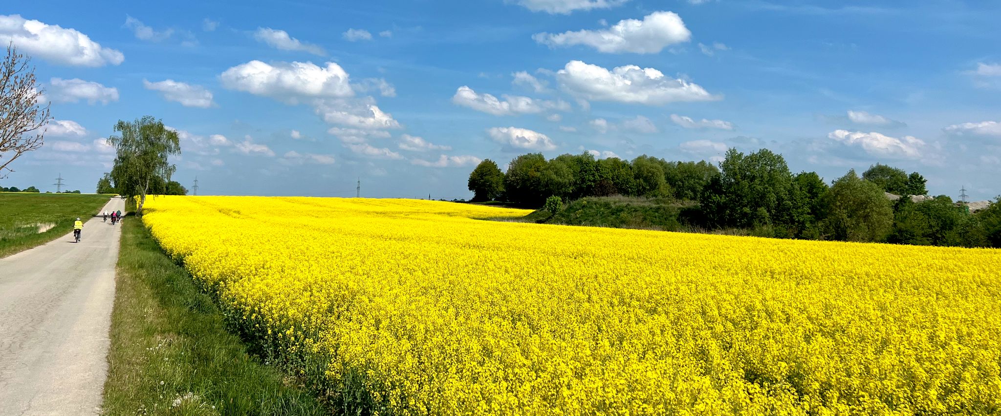 Der Raps blüht, soweit das Auge reicht.