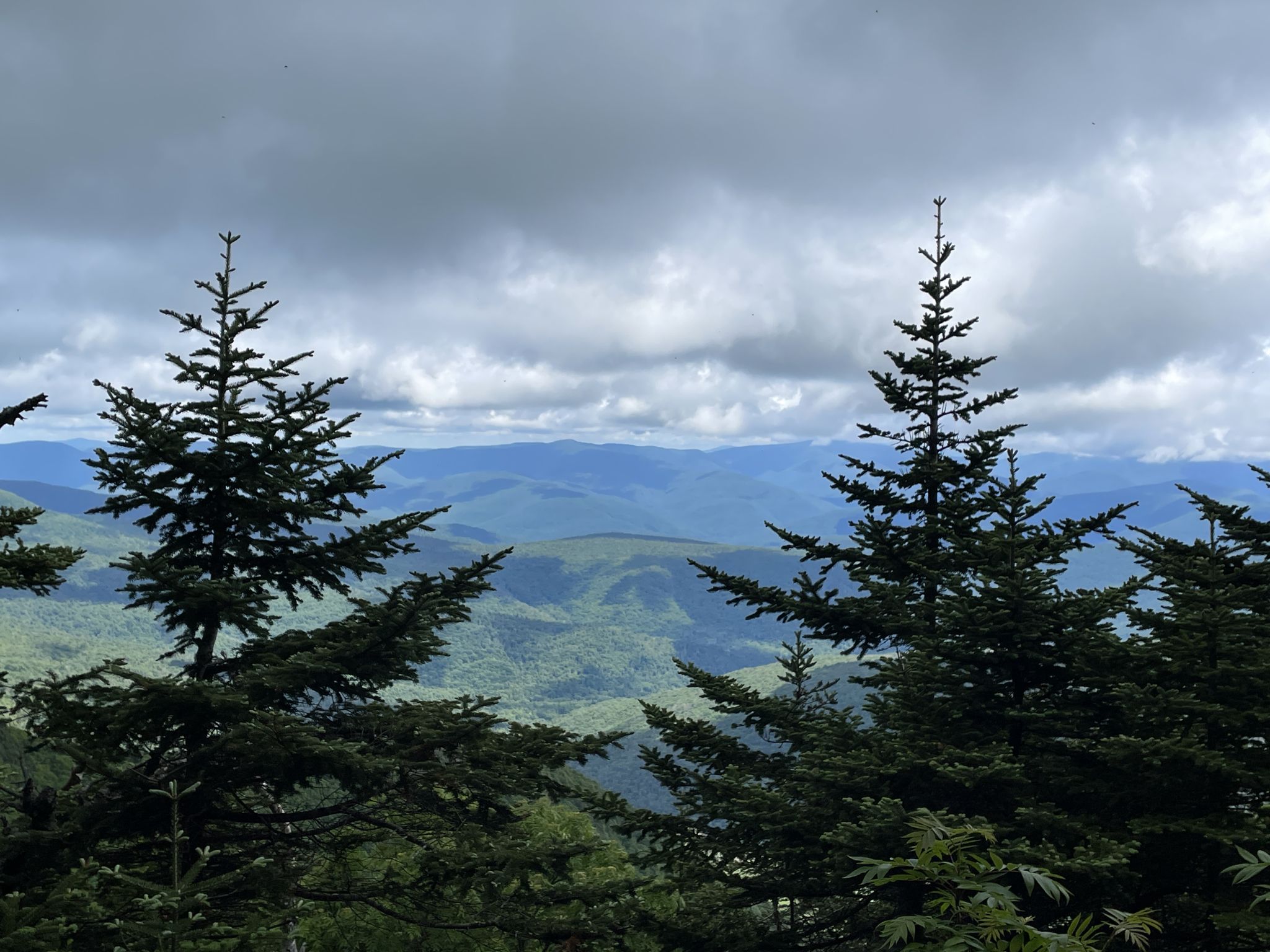 Distant mountains visible through evergreen trees under a dramatic, cloudy sky. - Slide Mountain Out-and-Back
