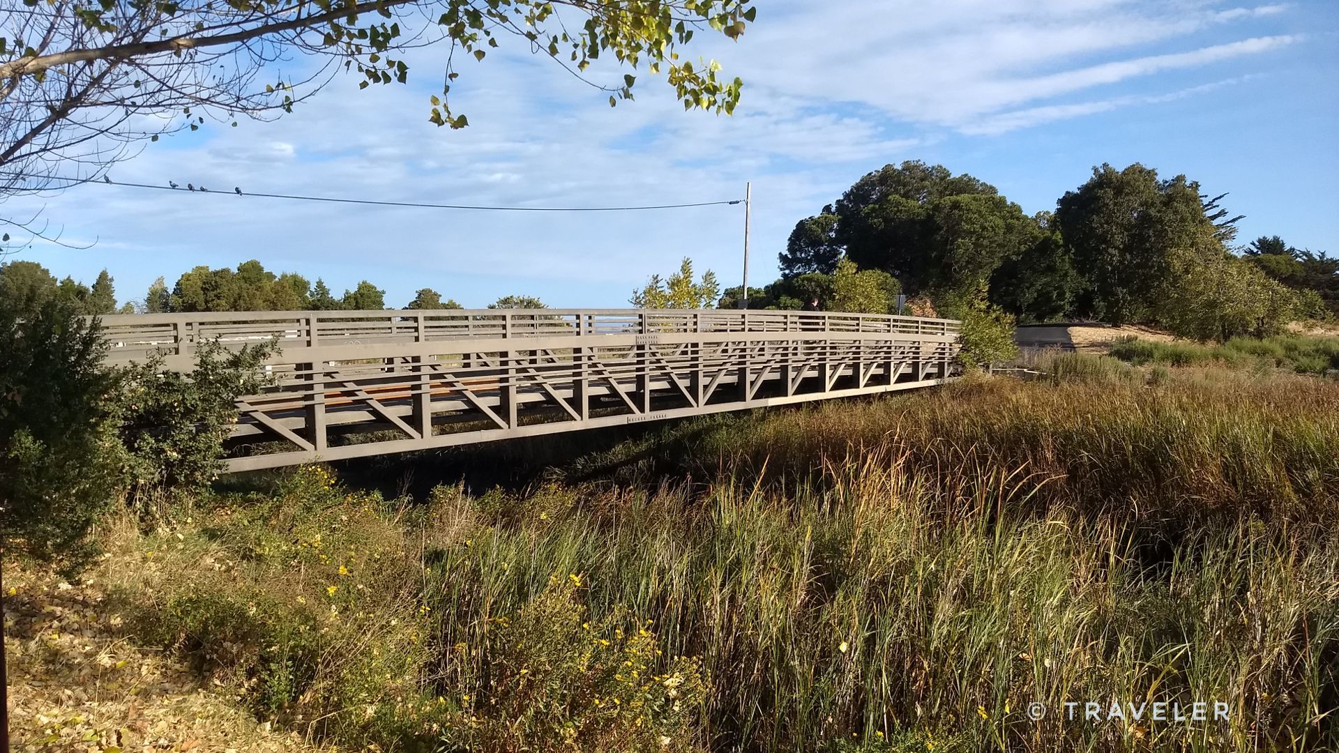 Wooden bridge over tall marsh grass with trees and blue sky in background. - San Francisco Bay Trail: Pinole Shores