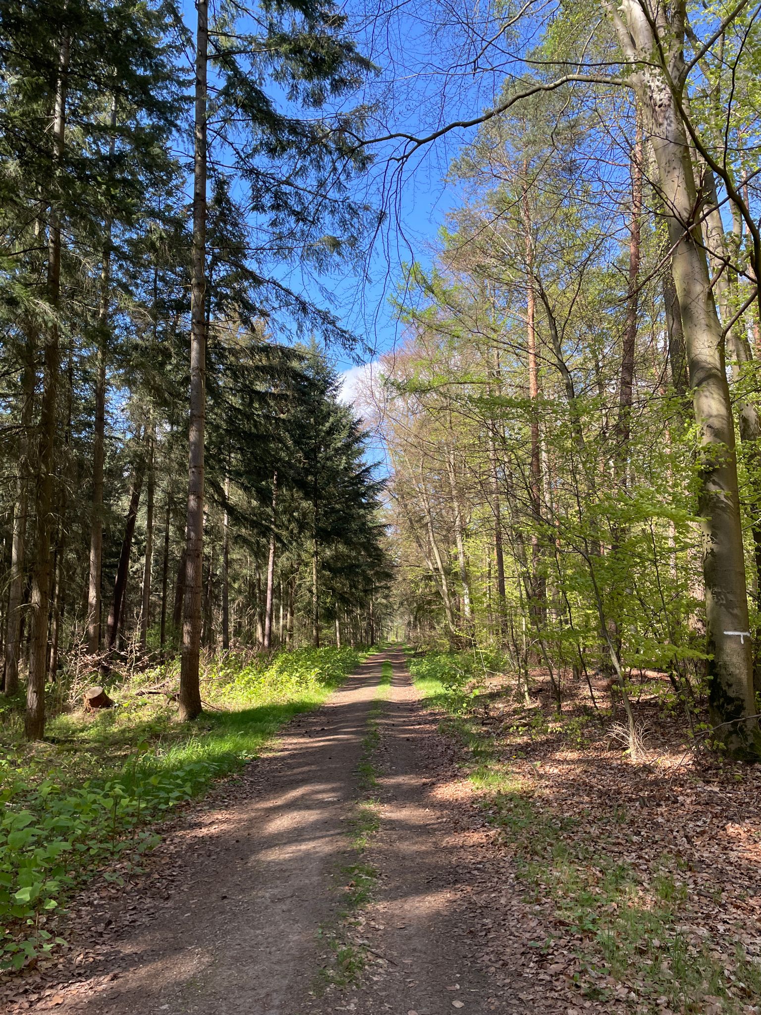 Wald zwischen Bardowick und Radbruch