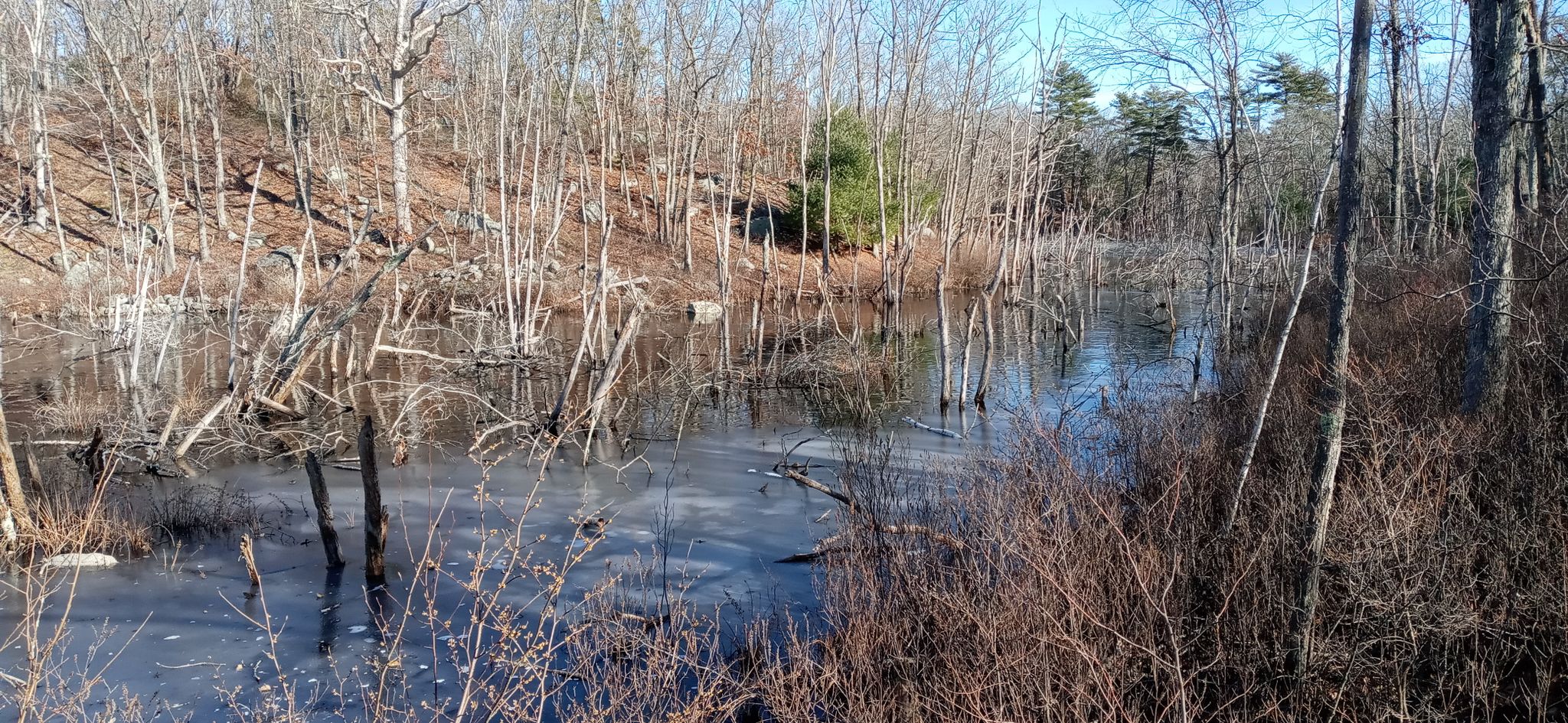 A partially frozen pond surrounded by bare trees and dry brush. - Red Maple Swamp Trail