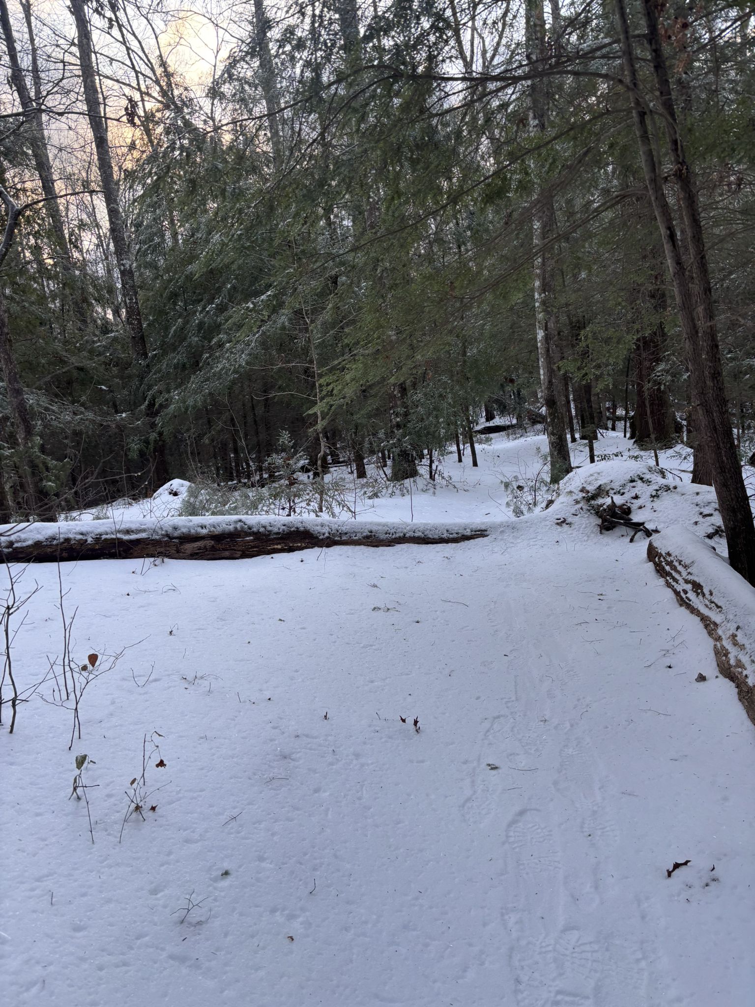 A snow-covered forest clearing with a large fallen log and dense trees. - Swift Camp Creek and Wildcat Trail Loop