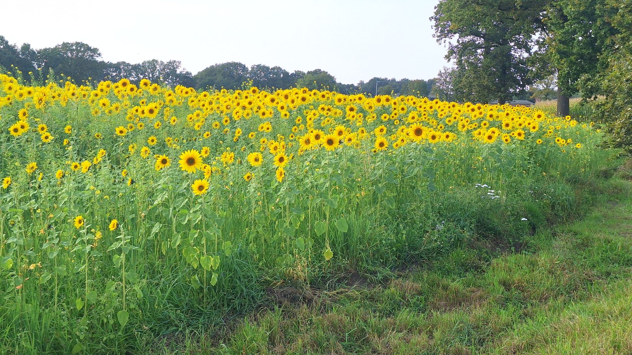 Zuid Frankrijk in Bouwel