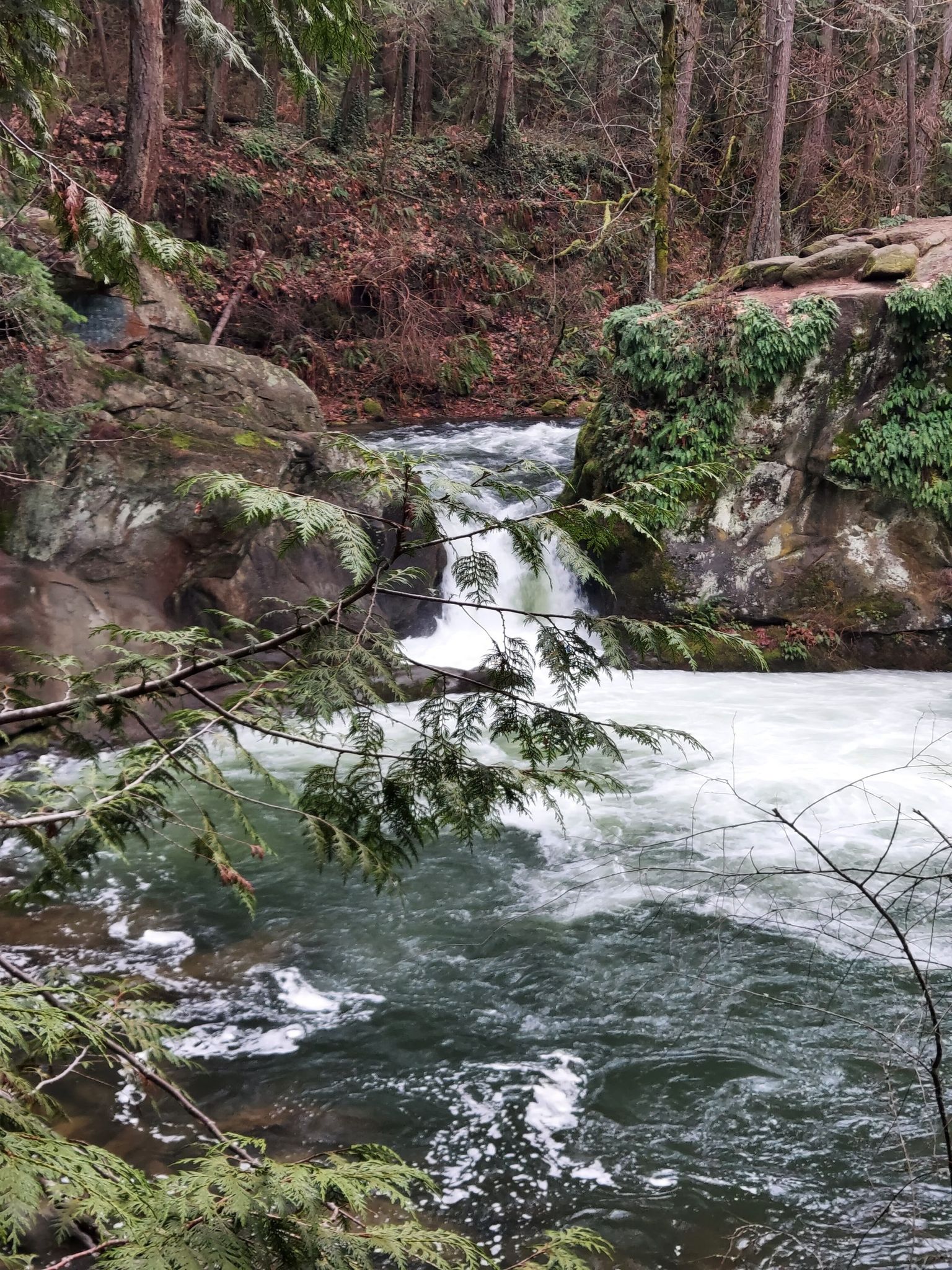 A small waterfall cascades into a turbulent river surrounded by dense, green forest. - Lake Whatcom – Whatcom Falls loop from Geneva