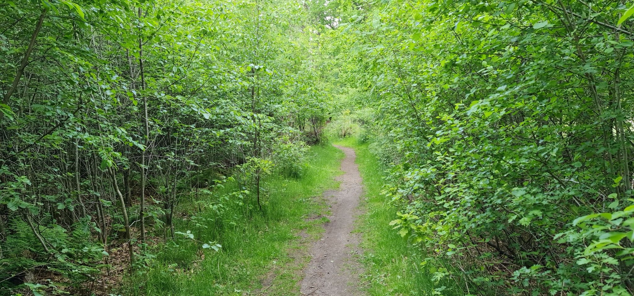 Durch den Wald