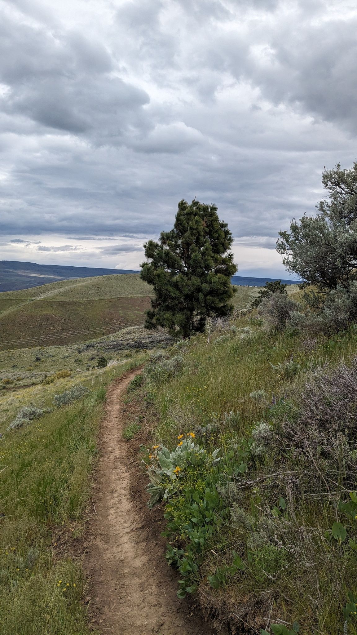 A dirt path winds through grassy hills under an overcast sky. - Glacier View and Homestead Trail Loop