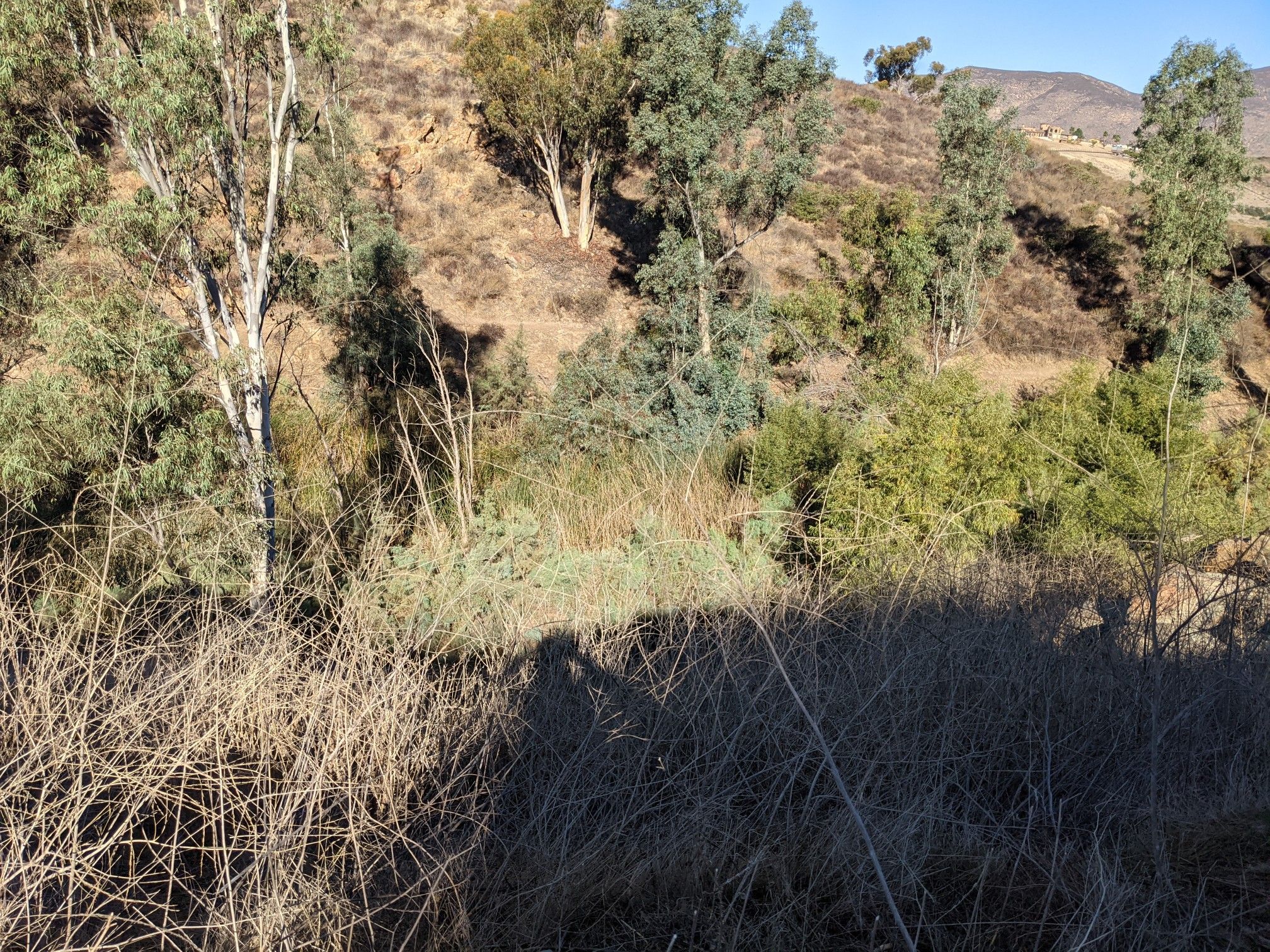 Dense green and dry vegetation on a sunlit hillside with long shadows. - Upper Otay Reservoir – Lower Otay Reservoir loop from Otay Ranch Town Center